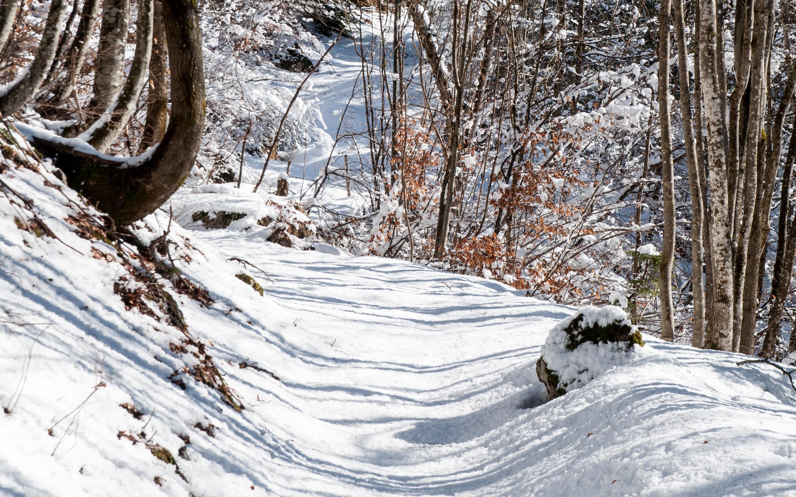 Download wallpaper 2560x1600 forest, path, snow, winter widescreen