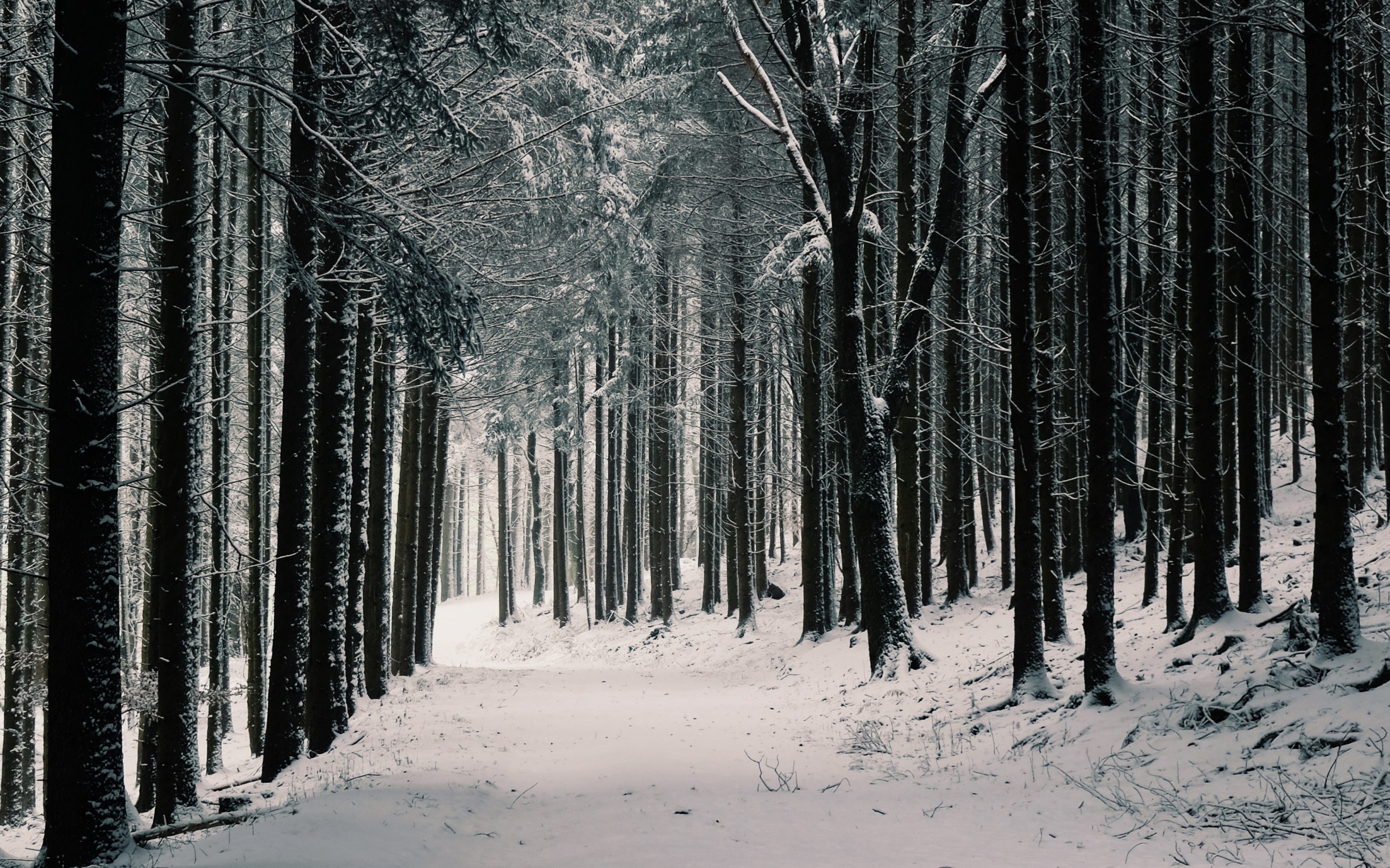 Download 2560x1600 Winter, Forest, Snow, Path, Trees Wallpaper