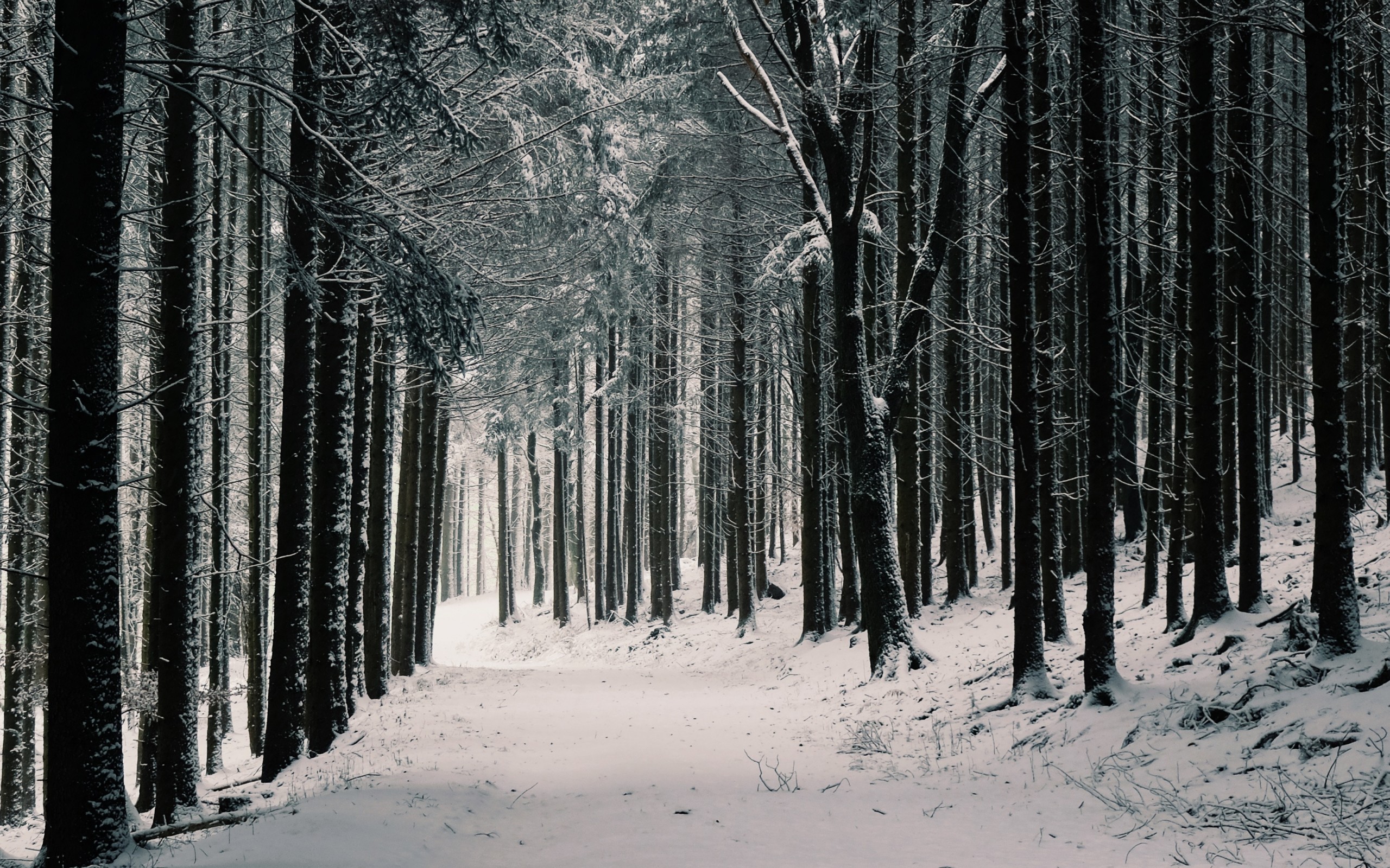 Winter Forest Path Snow Wallpapers - Wallpaper Cave