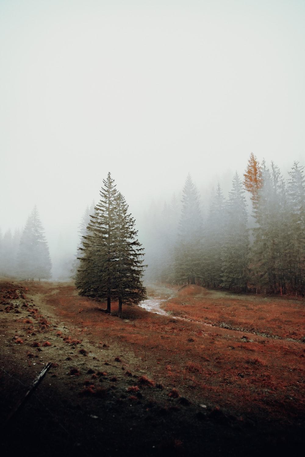Forest Fog Picture. Download Free Image