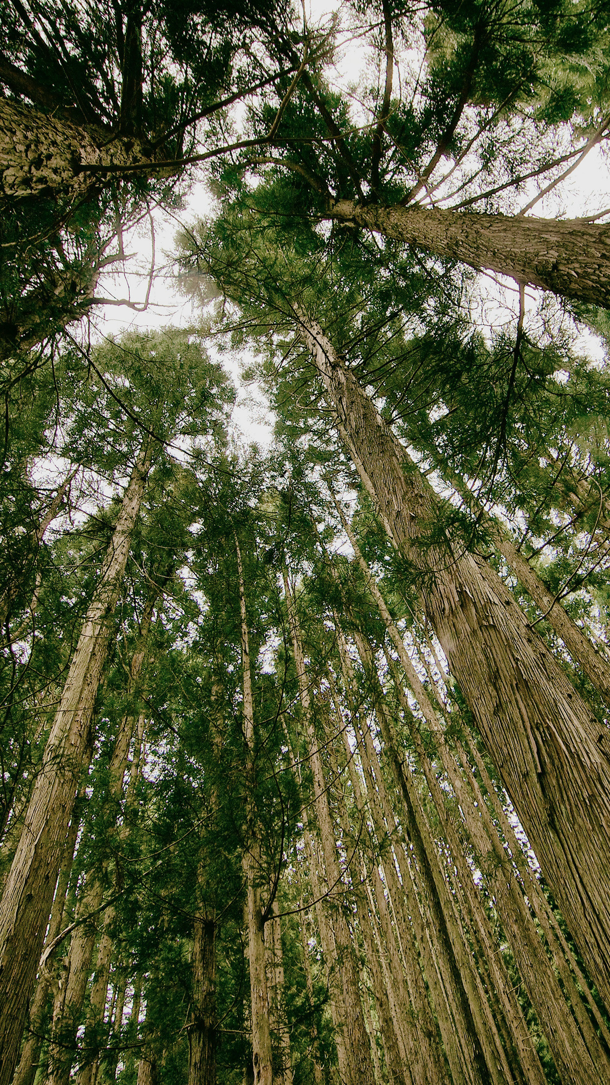 Tall Trees Deep Forest Look Up Android Wallpaper free download
