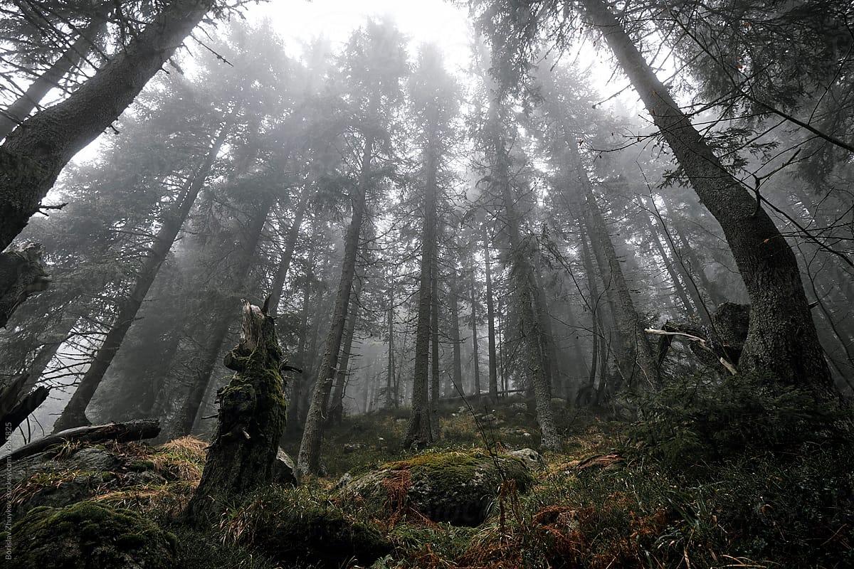 Tall trees in foggy forest by Borislav Zhuykov, Wood