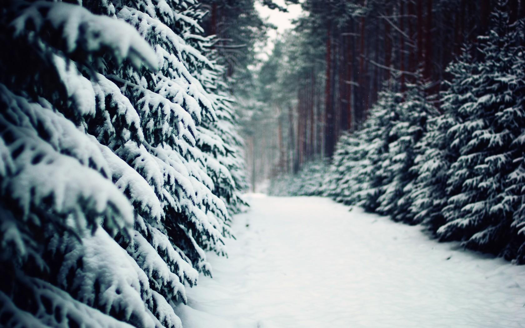 Winter, Snow, Trees, Forest, Path wallpaper. nature and landscape