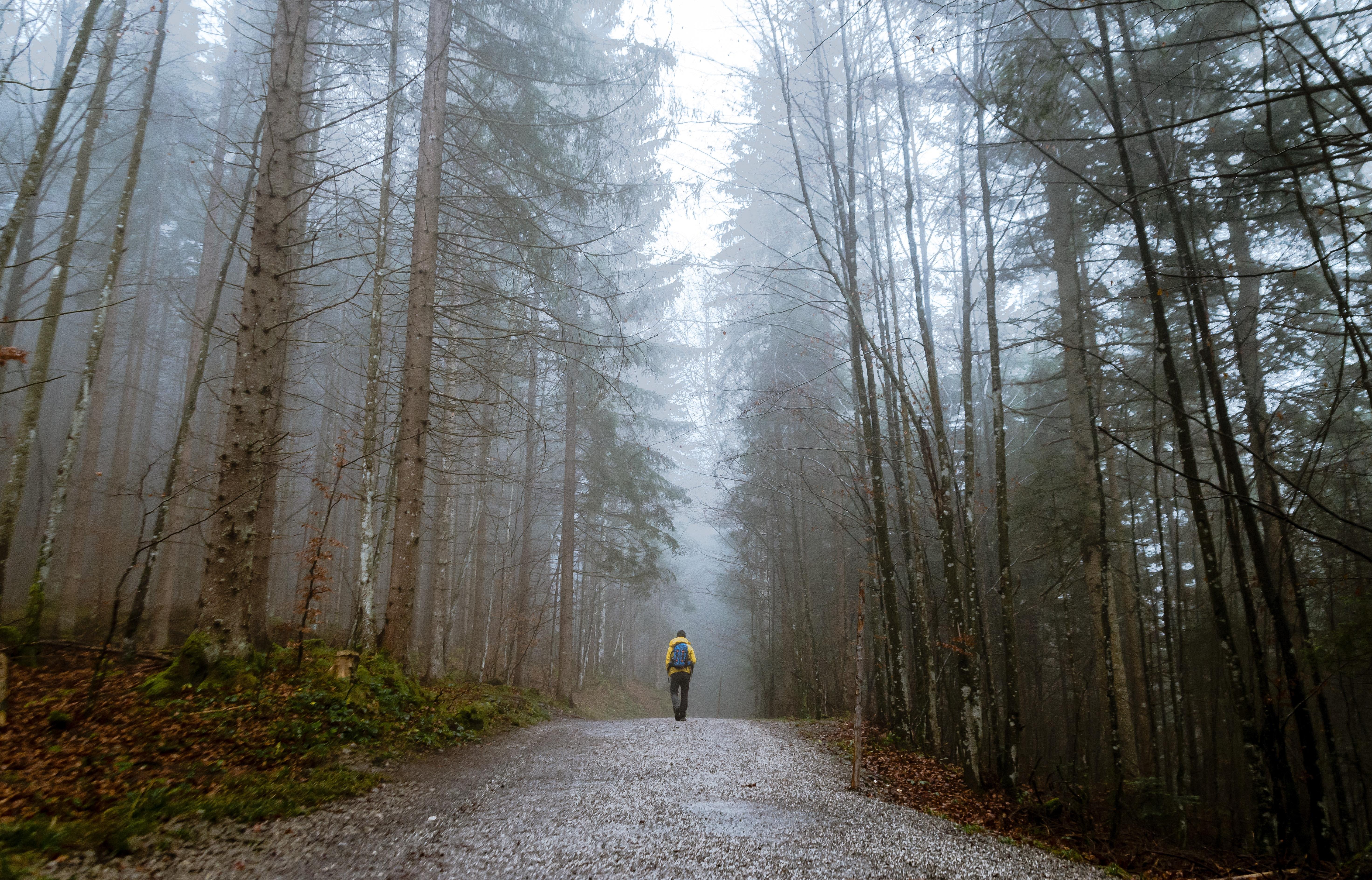 Person Standing Between Tall Trees Surrounded by Fogs · Free Stock