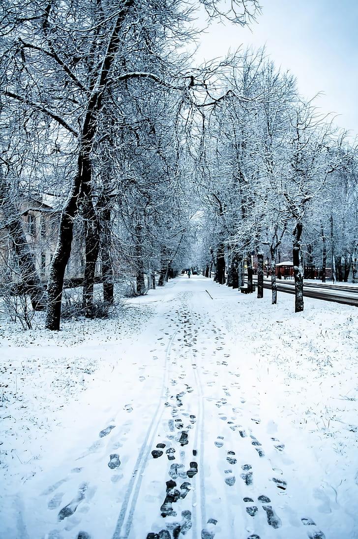 HD wallpaper: winter, snow, nature, trees, road