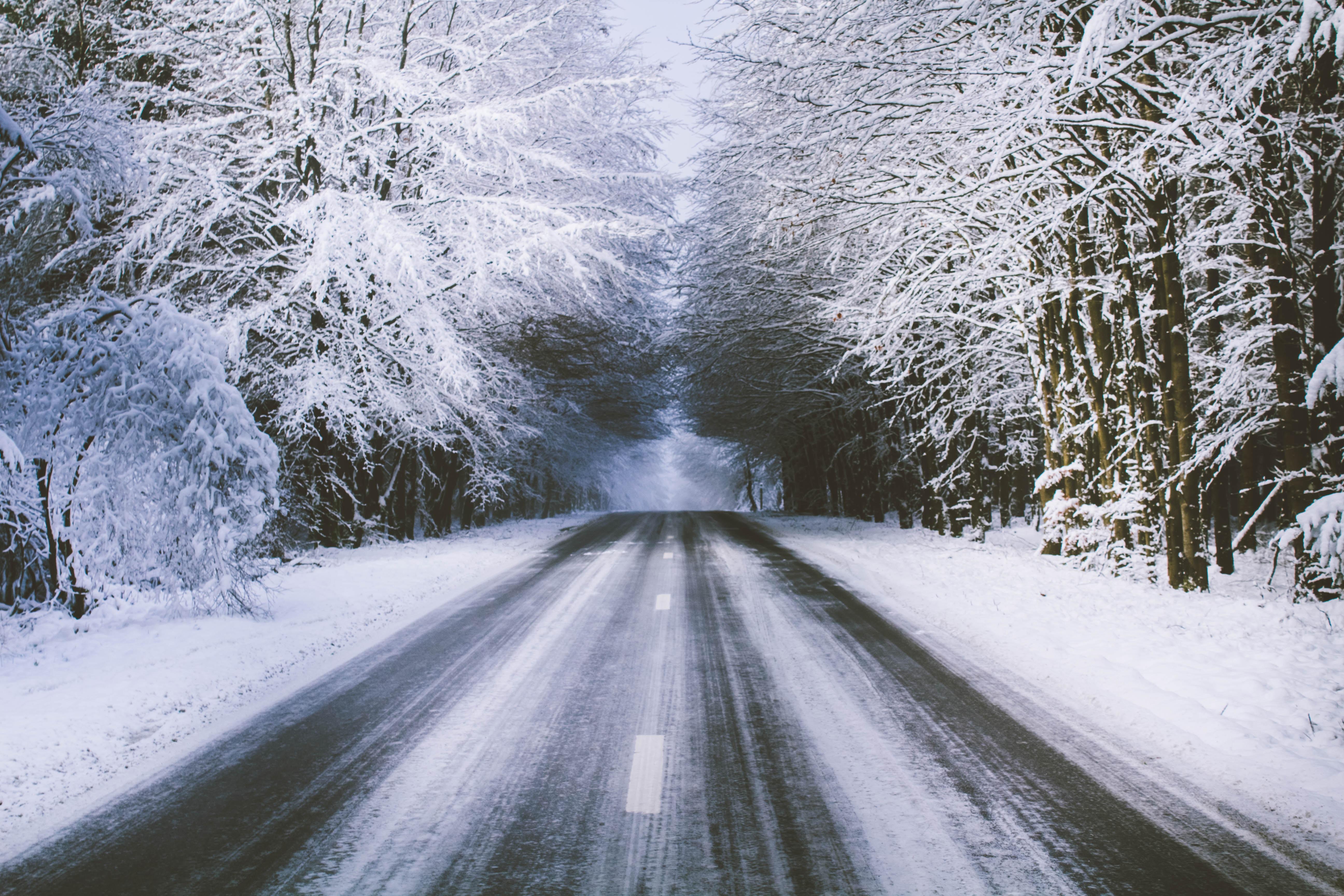 tree, road, snow, winter HD Wallpaper