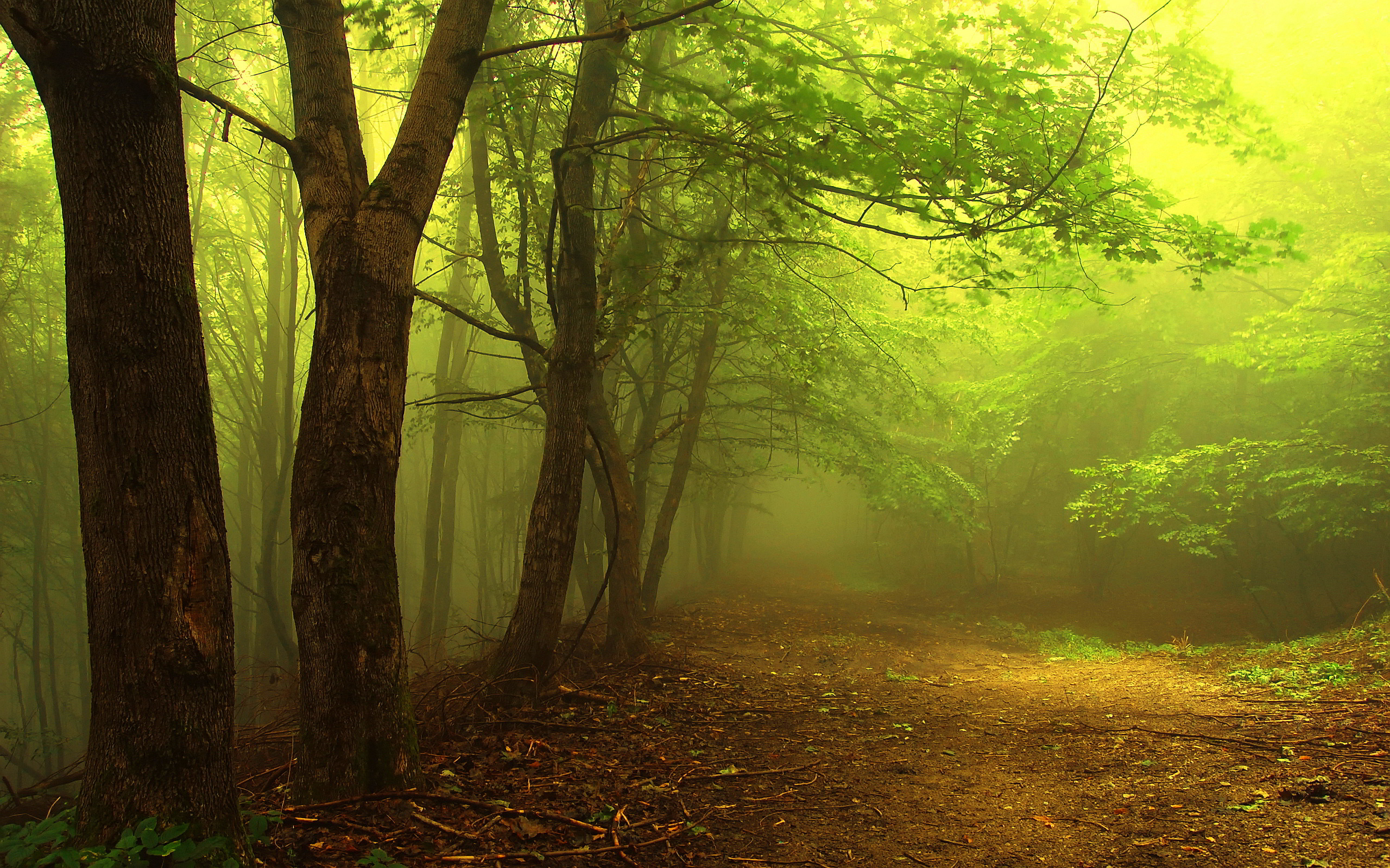 Mystical Forest Fog # 2560x1600. All For Desktop