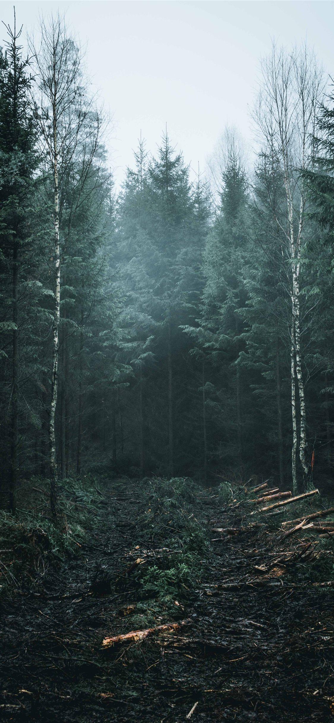 Forest painting photo  Free Wallpapers Image on Unsplash