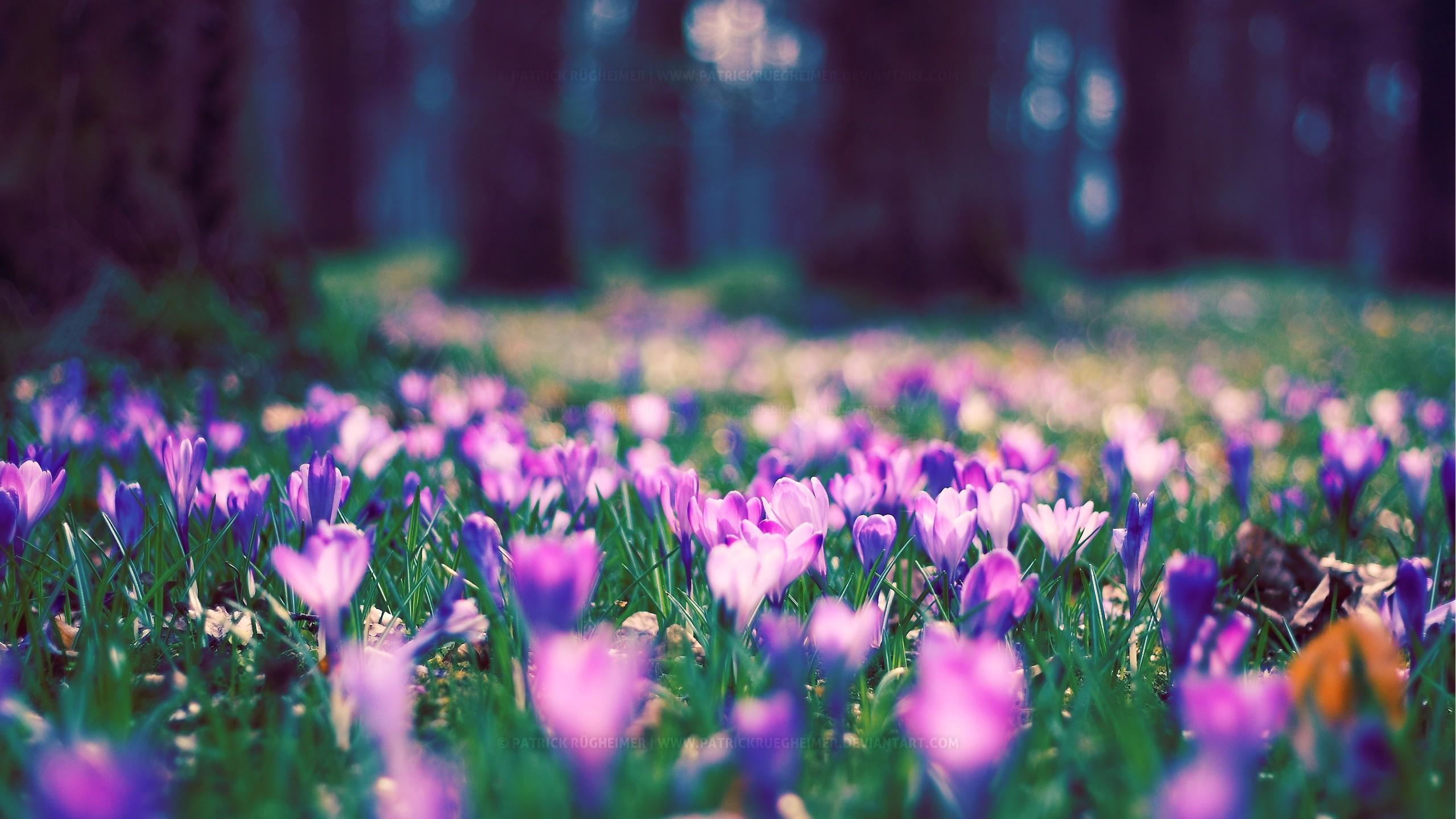 Gathering Sping Flowers Wallpapers - Wallpaper Cave