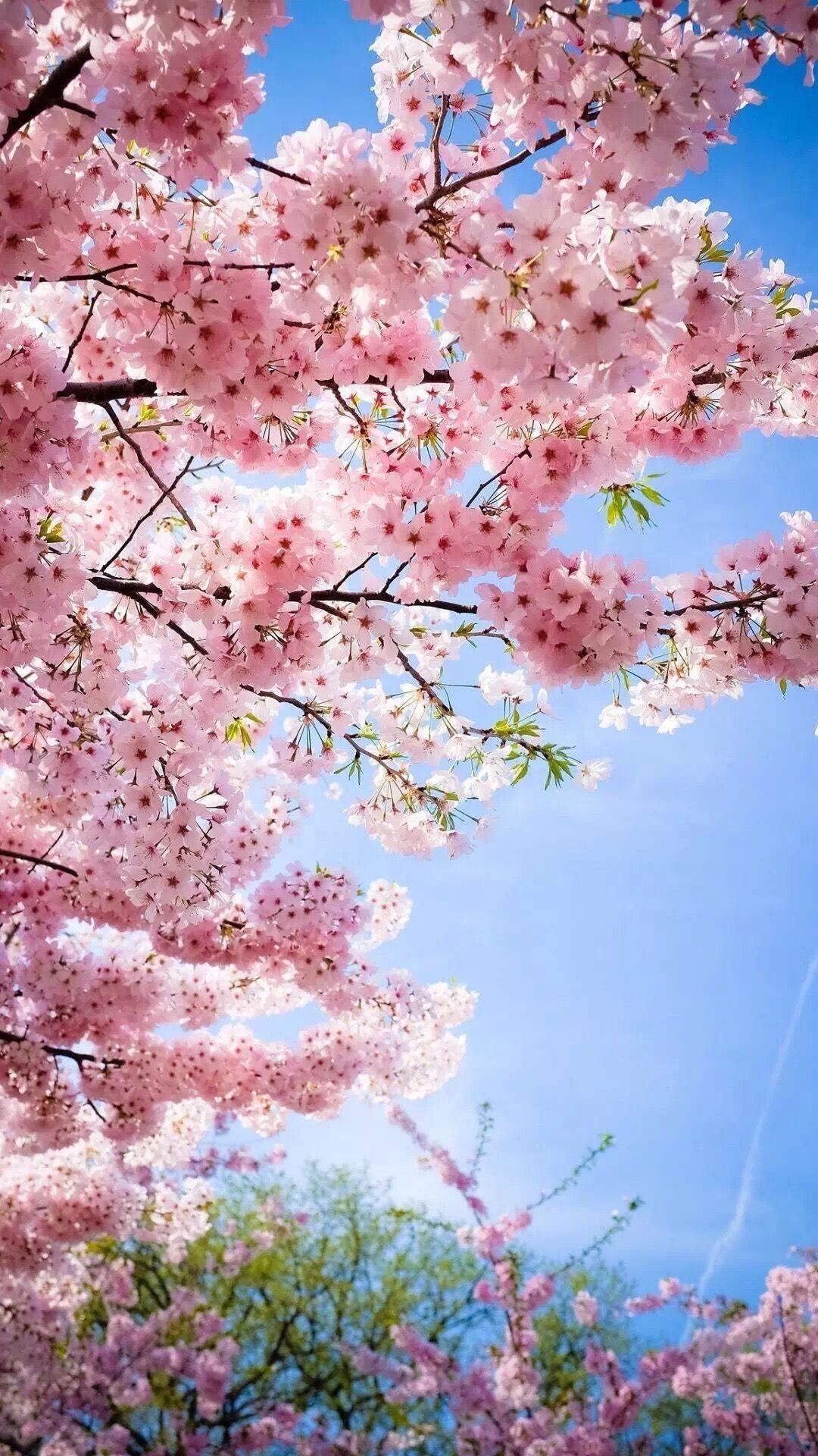 One of my favorite flowers. Gathering wild pink cherry blossoms