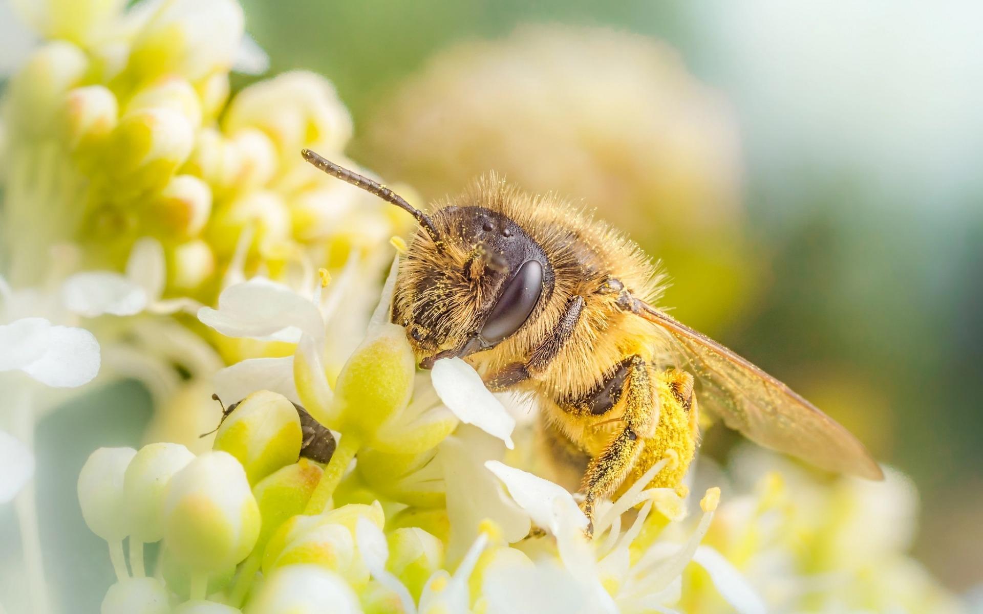 Download wallpaper bee, spring, pollen gathering, honey, flowers