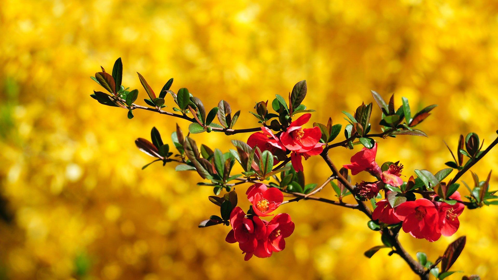 HD Spring Flowers Wallpaper Animal Desktop Picture, Free