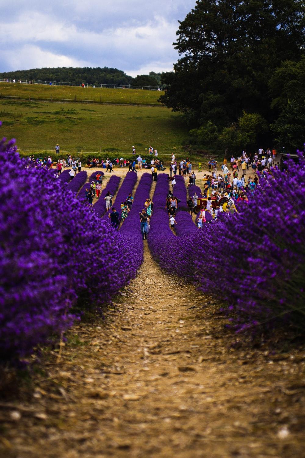 Summer Landscape Picture. Download Free Image