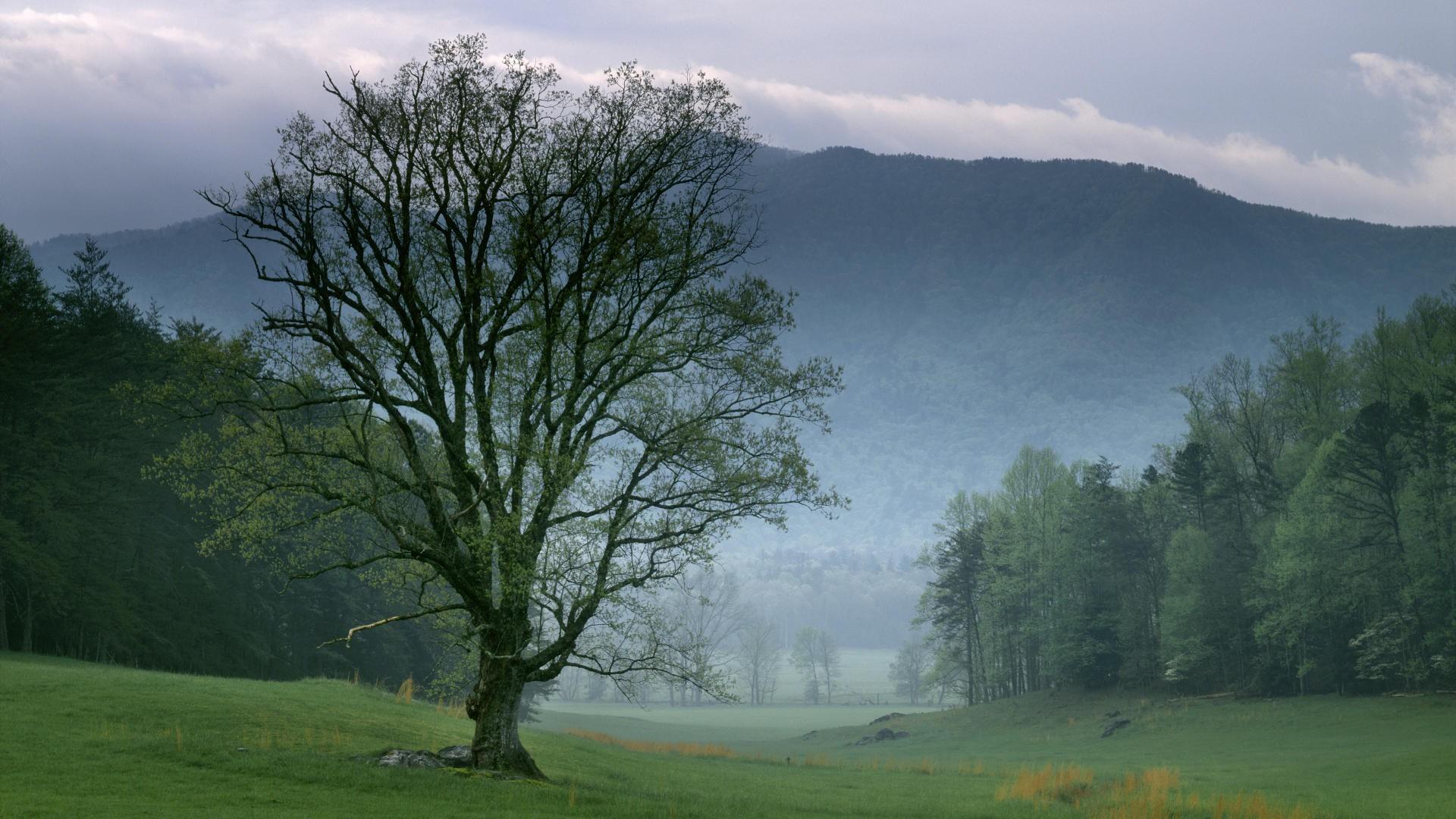 Mountains, national, park, tennessee, great, smoky, sunrise, foggy