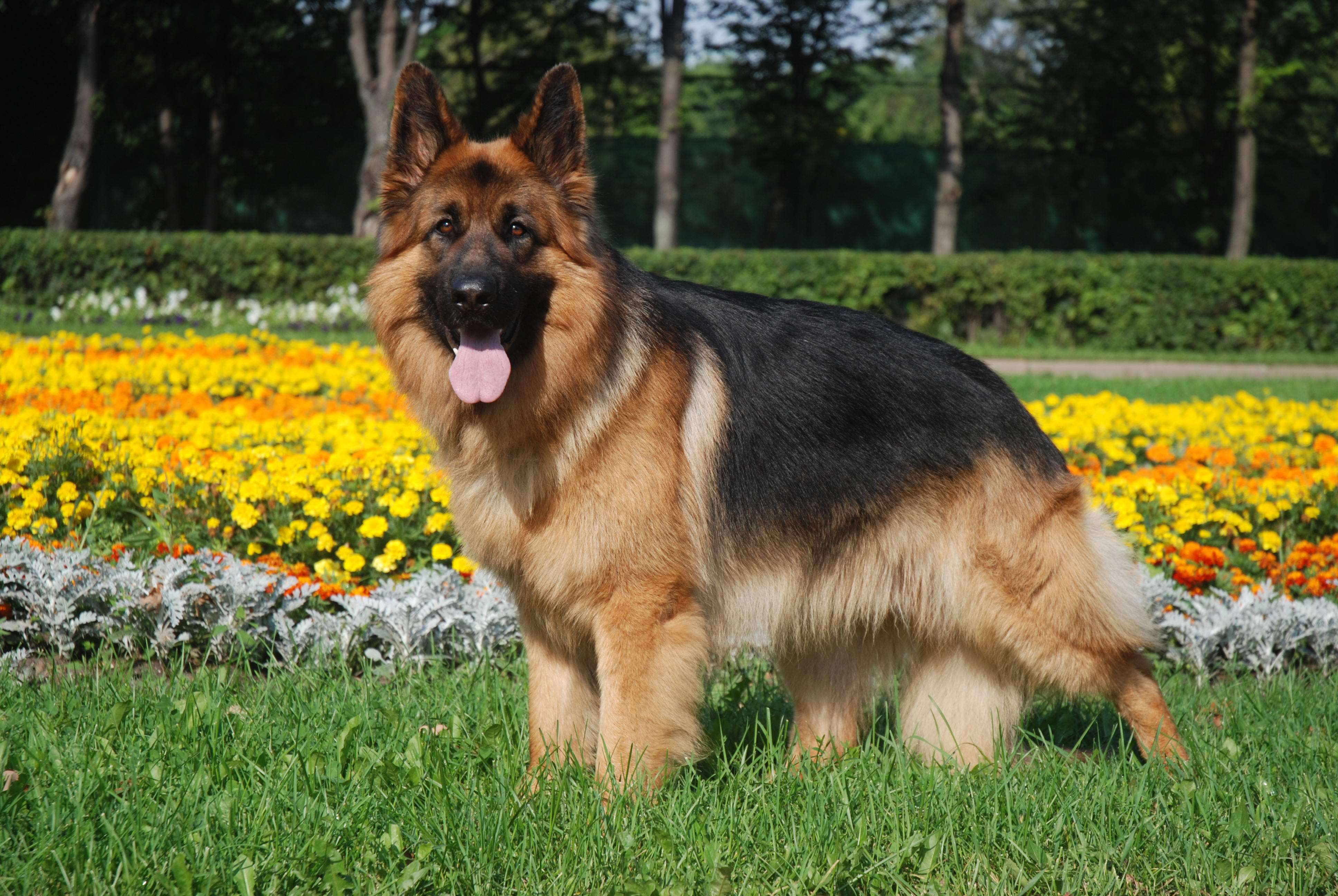 German Shepherd HD Wallpaper