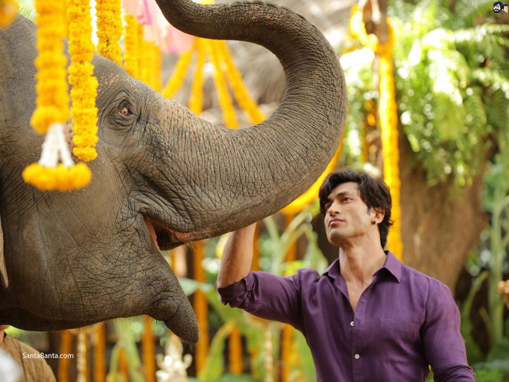 Junglee Movie Wallpaper