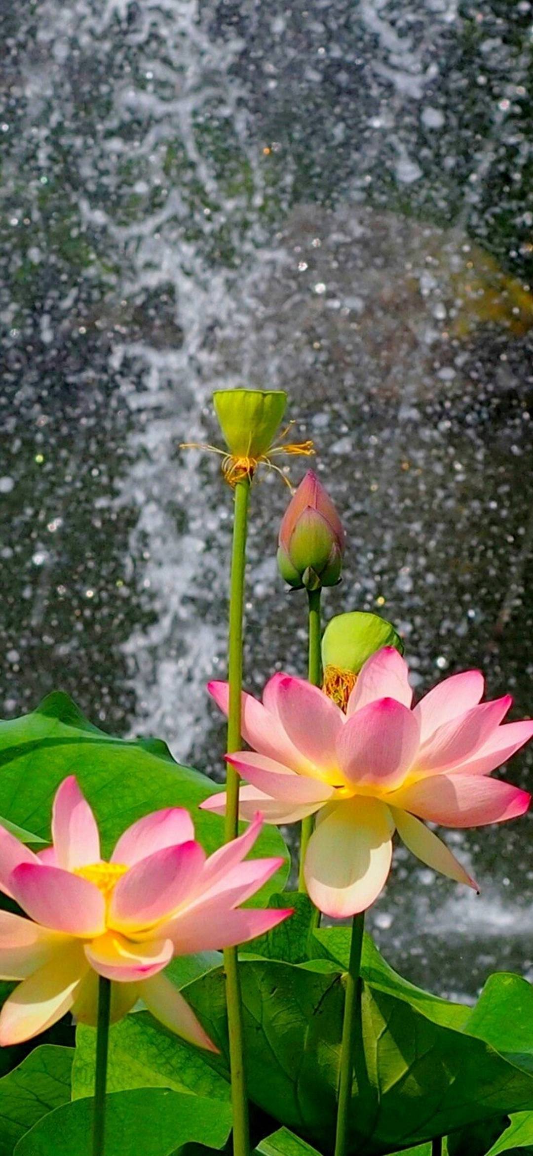 Nature Flower Garden Wild Pink HD - [1080x2340]