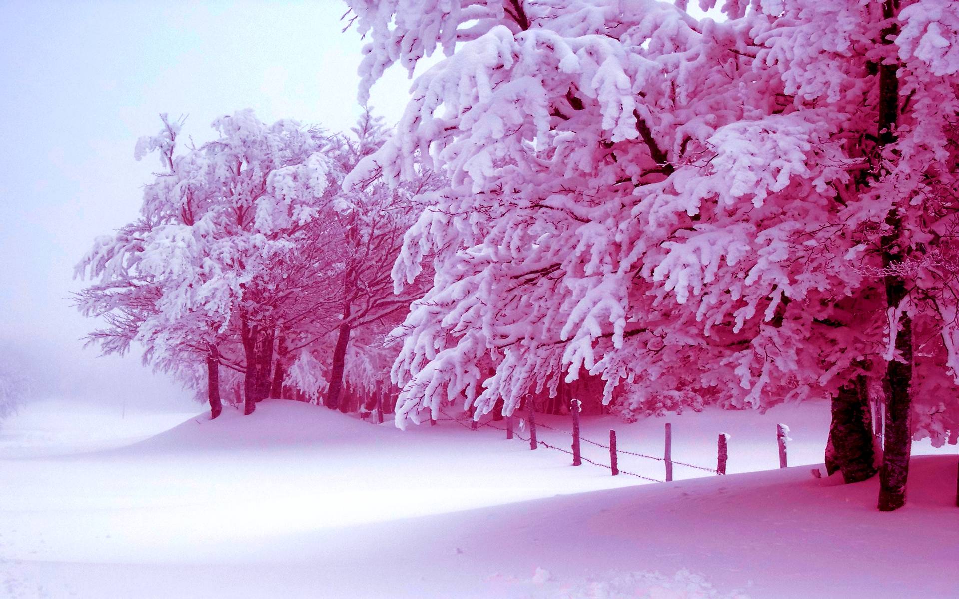 Pink Winter Desktop Wallpaper