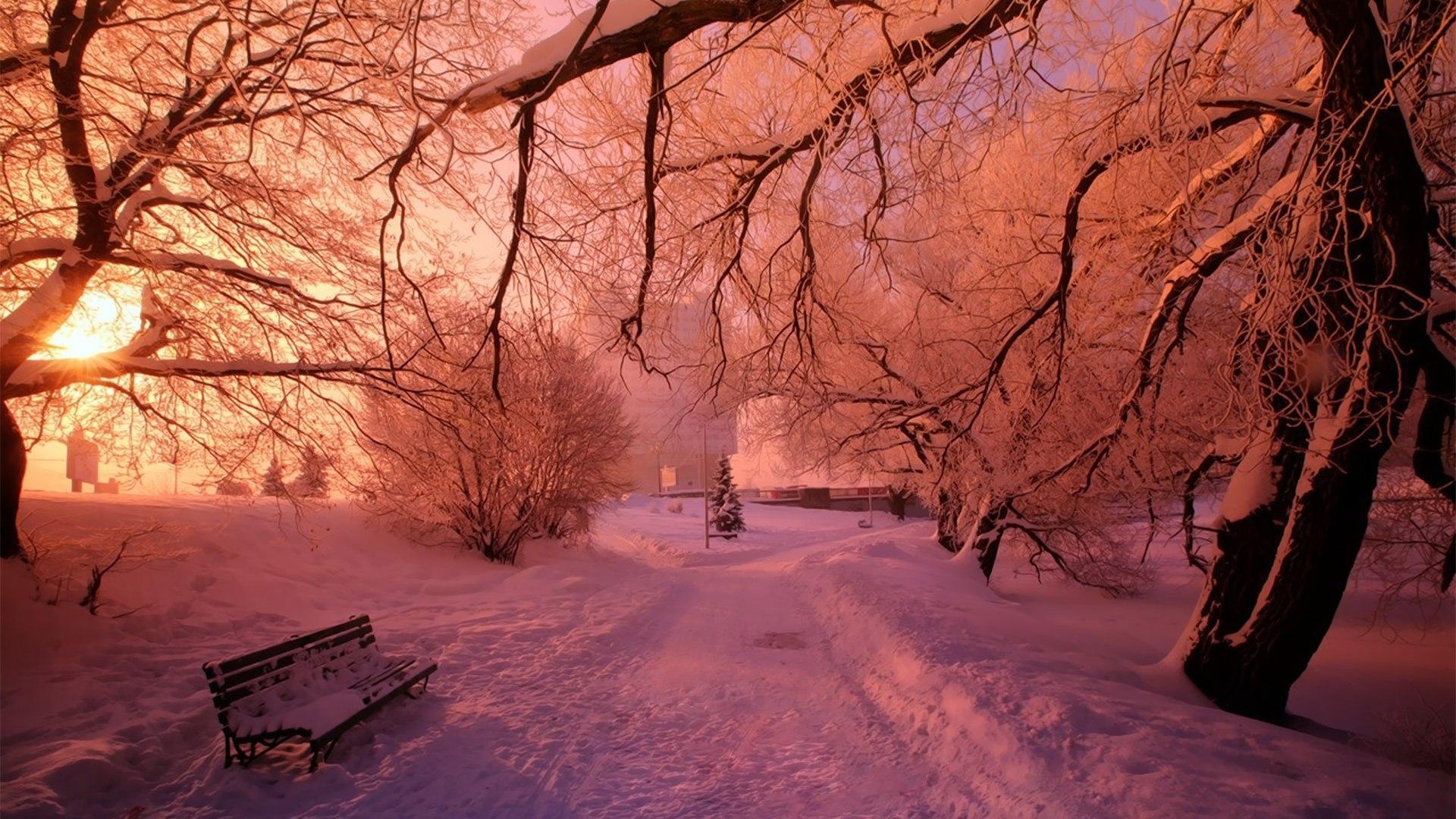 Pink snow in winter park wallpaper and image