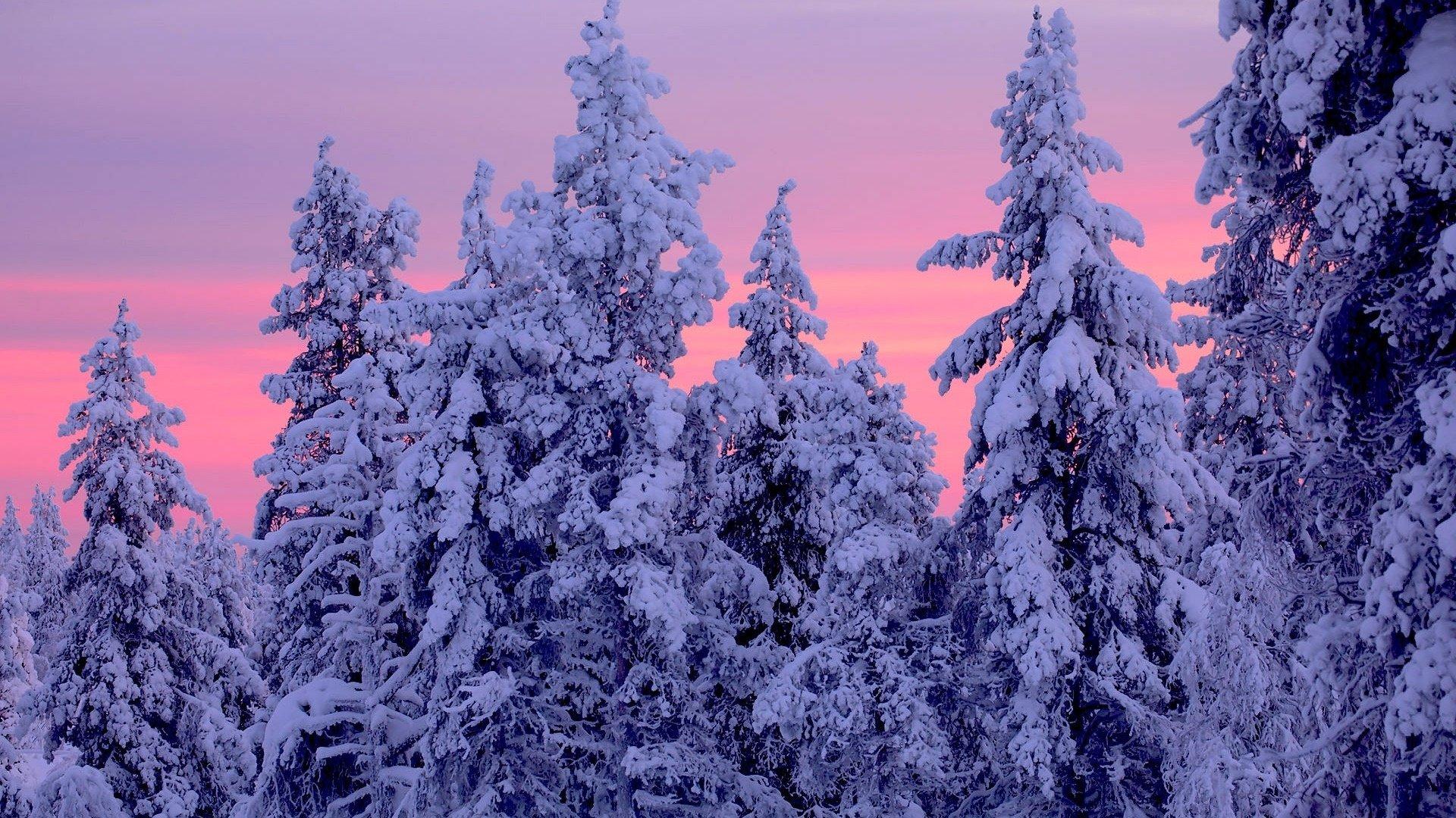 Pink Sunset over Snowy Winter Forest HD Wallpaper. Background