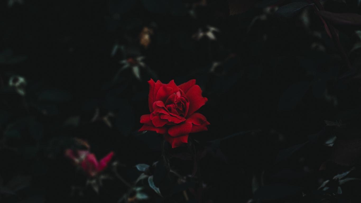 Download wallpaper 1366x768 rose, bud, flower, dark background