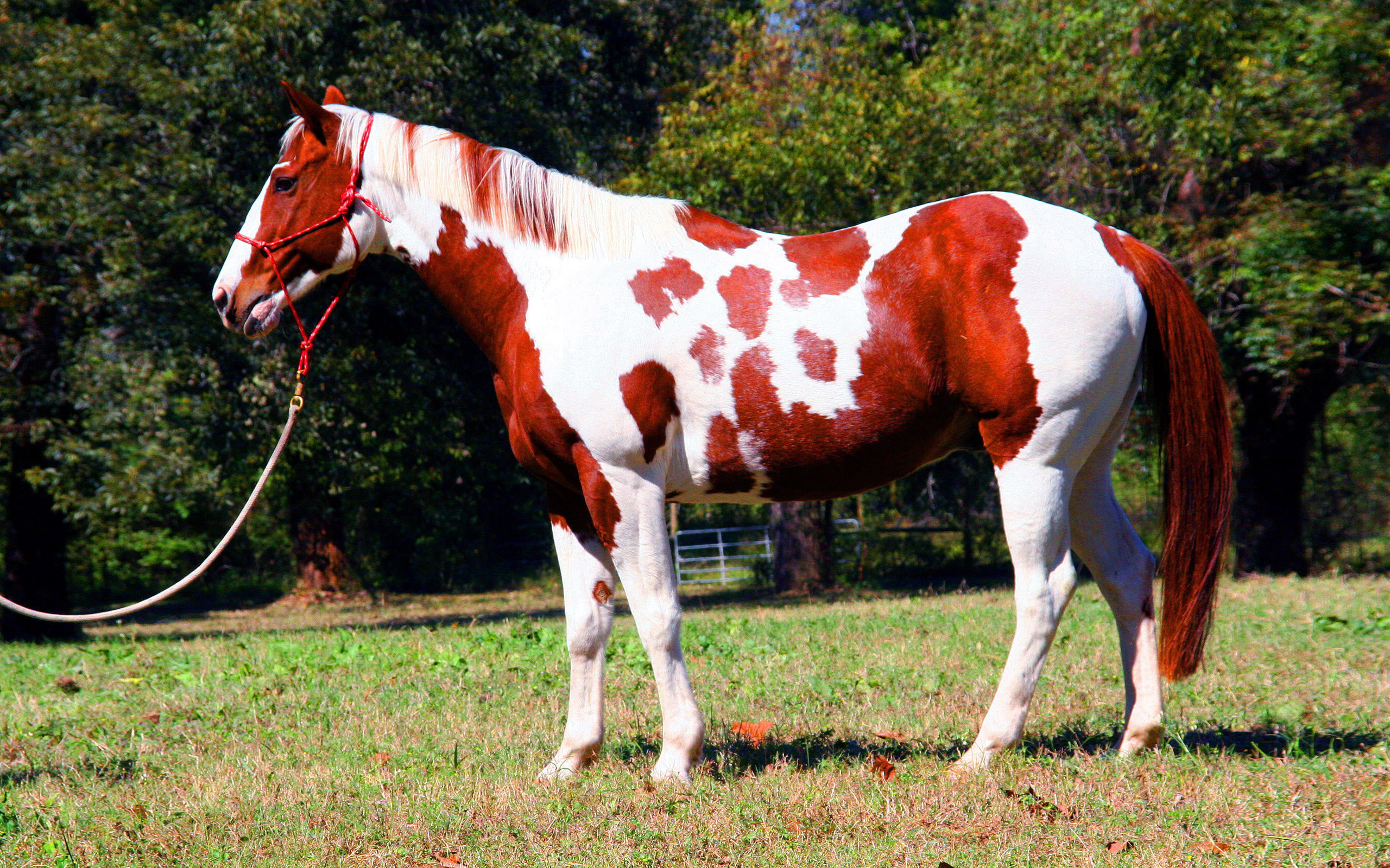Red White Horse Indian Horse Wallpaper For Desktop, Wallpaper13.com