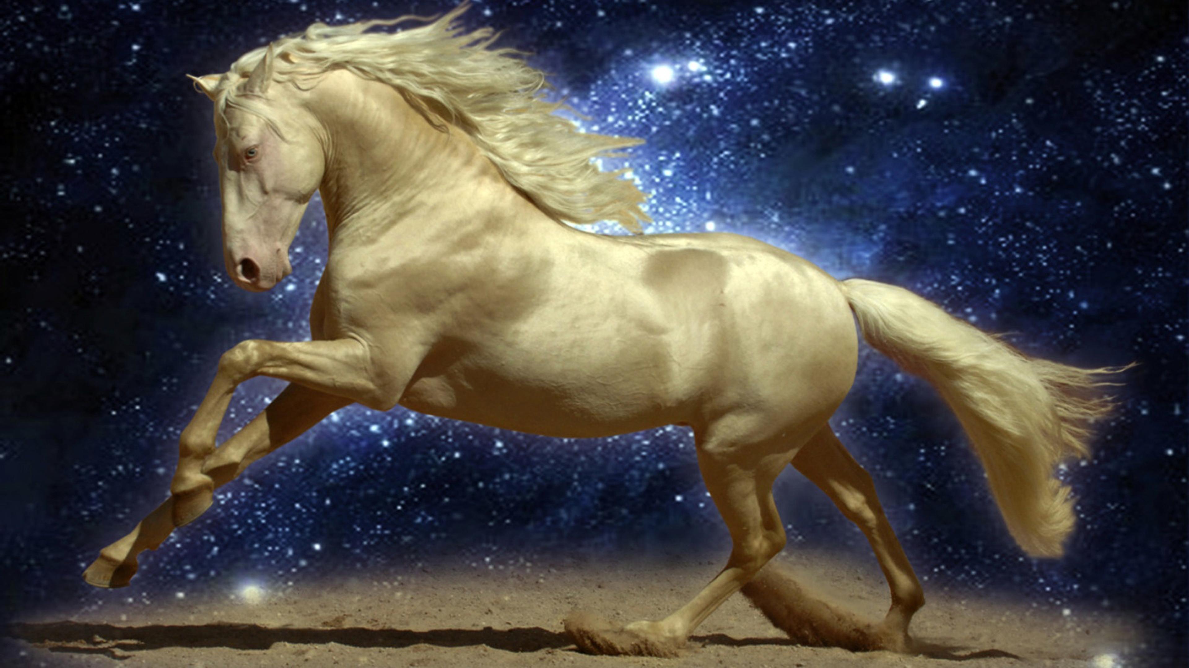 Beautiful Golden Horse Night Sky Stars Sand Wallpaper HD