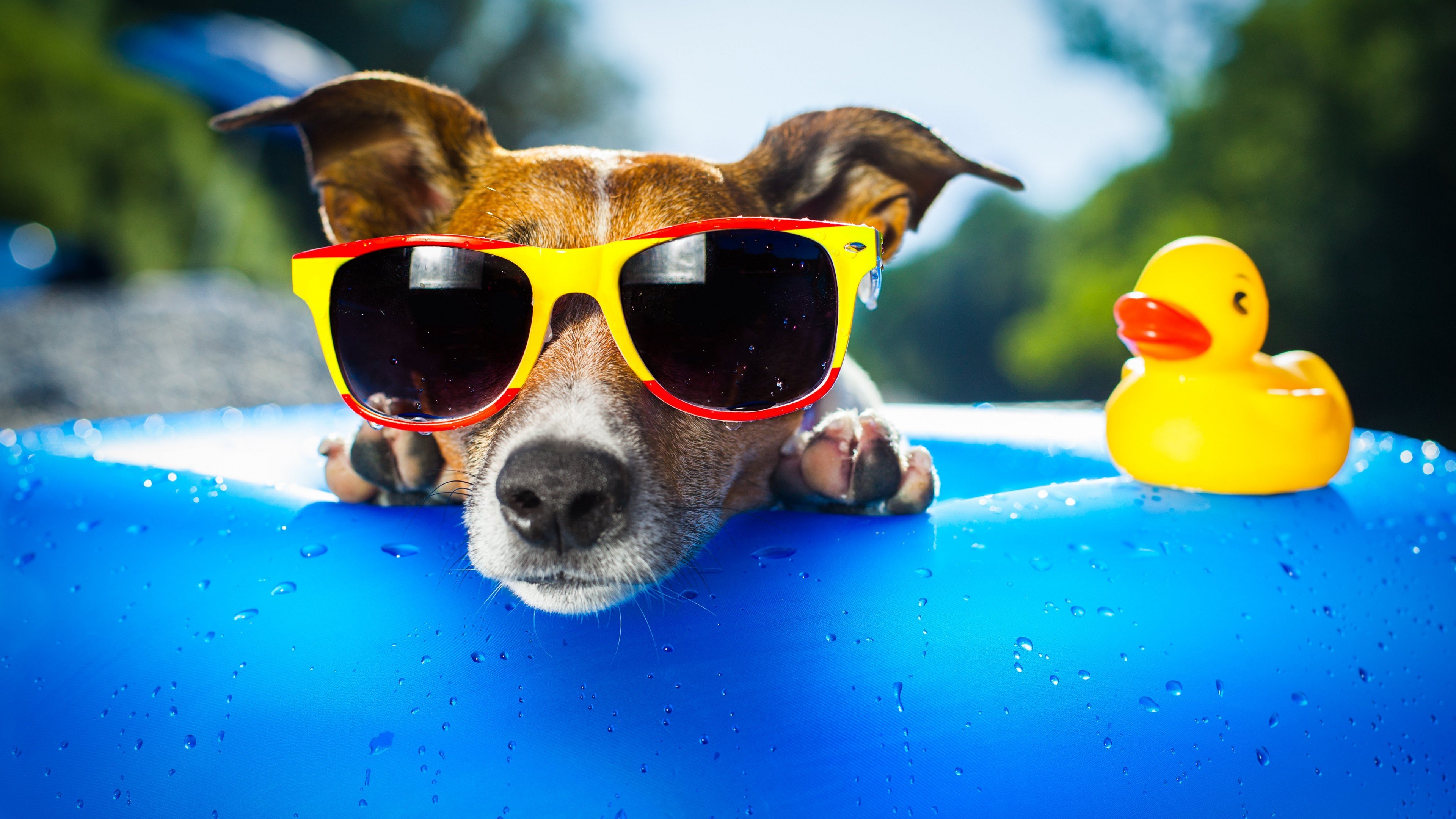 Wallpaper Dog, puppy, duck, glasses, drops, summer, resort, funny