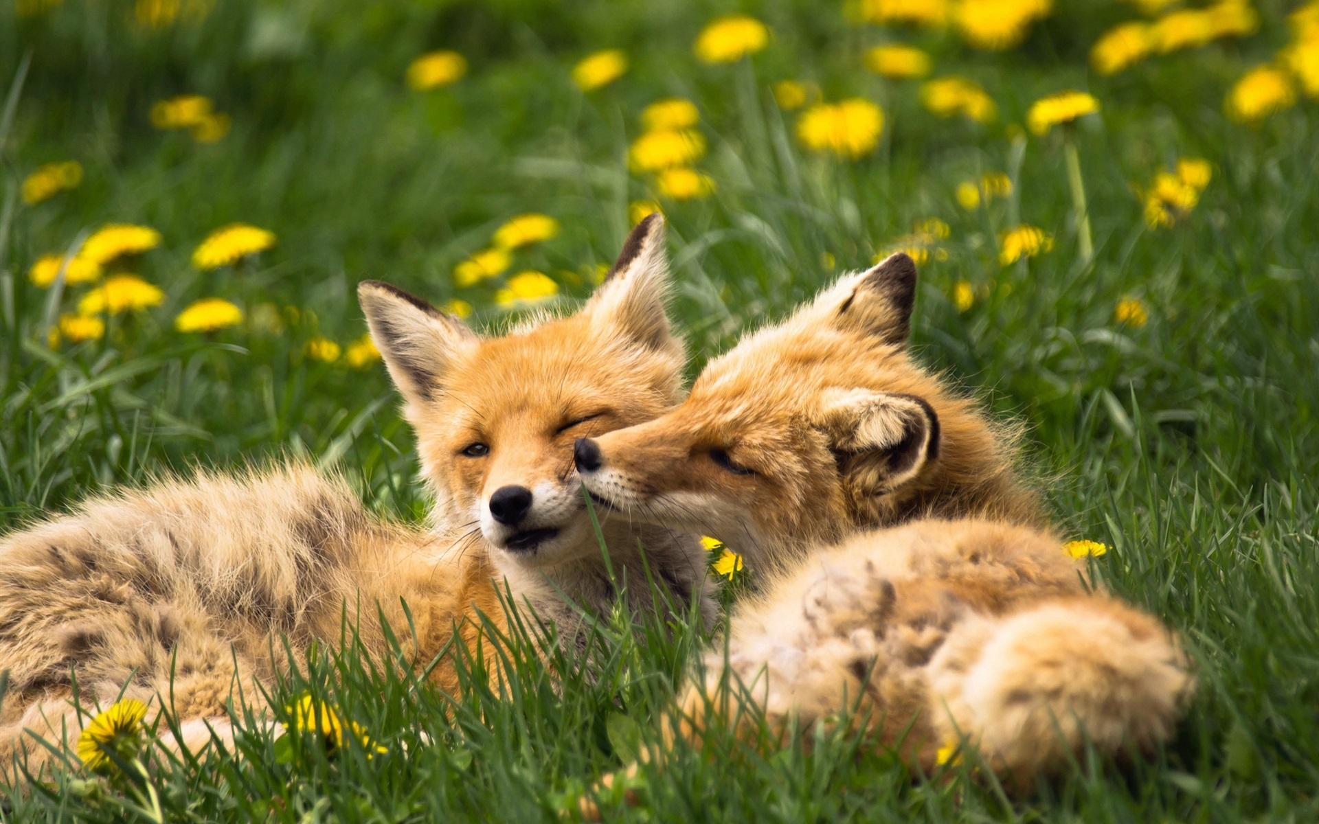 Wallpaper Two foxes, animals, grass, summer 1920x1200 HD Picture