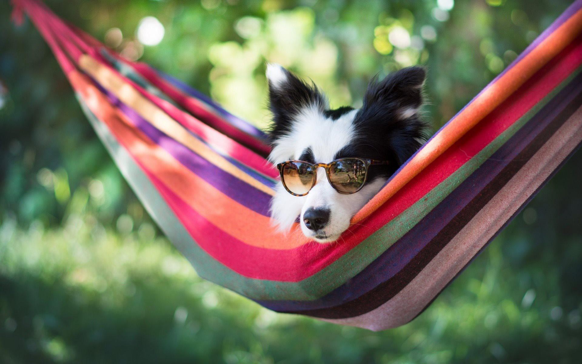 Download wallpaper Border Collie, dog, summer, rest, sunglasses