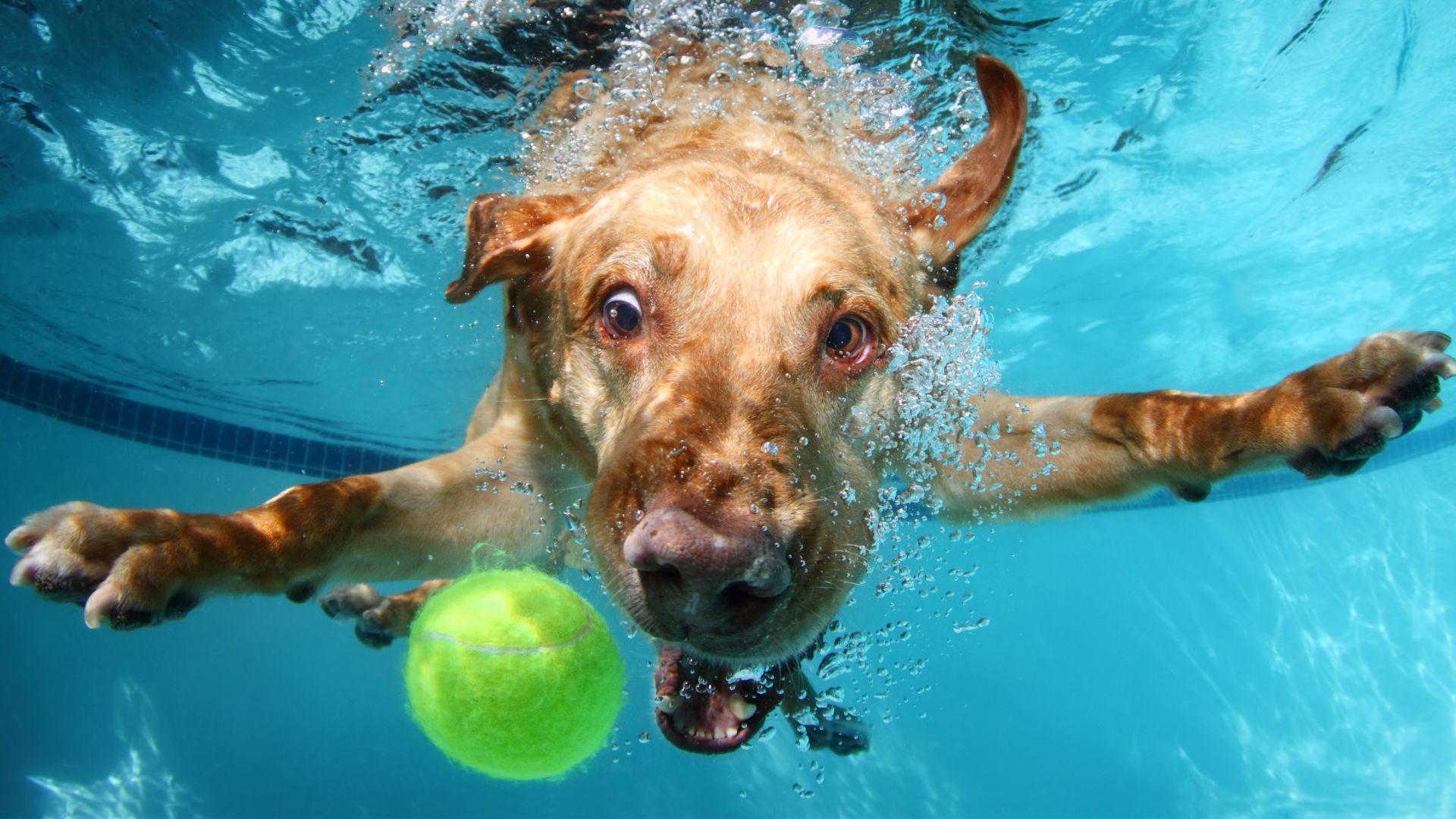 Wallpaper Labrador, dog, underwater, cute animals, funny, Animals
