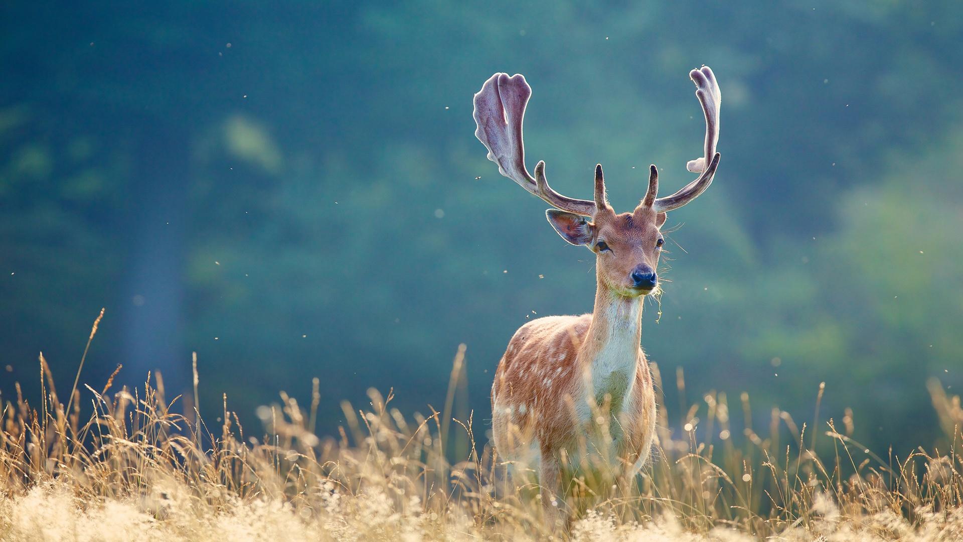 deer, grass, animals, summer wallpaper