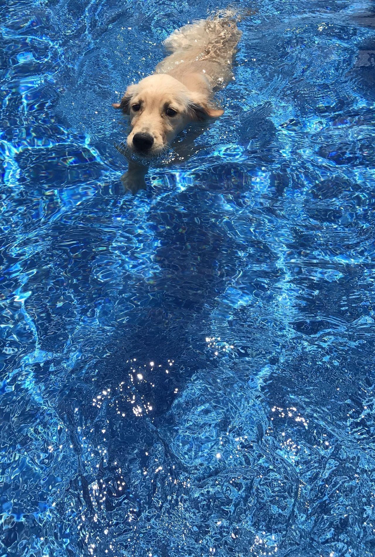 Dog swimming cute summer. Cute dog wallpaper, Dog wallpaper