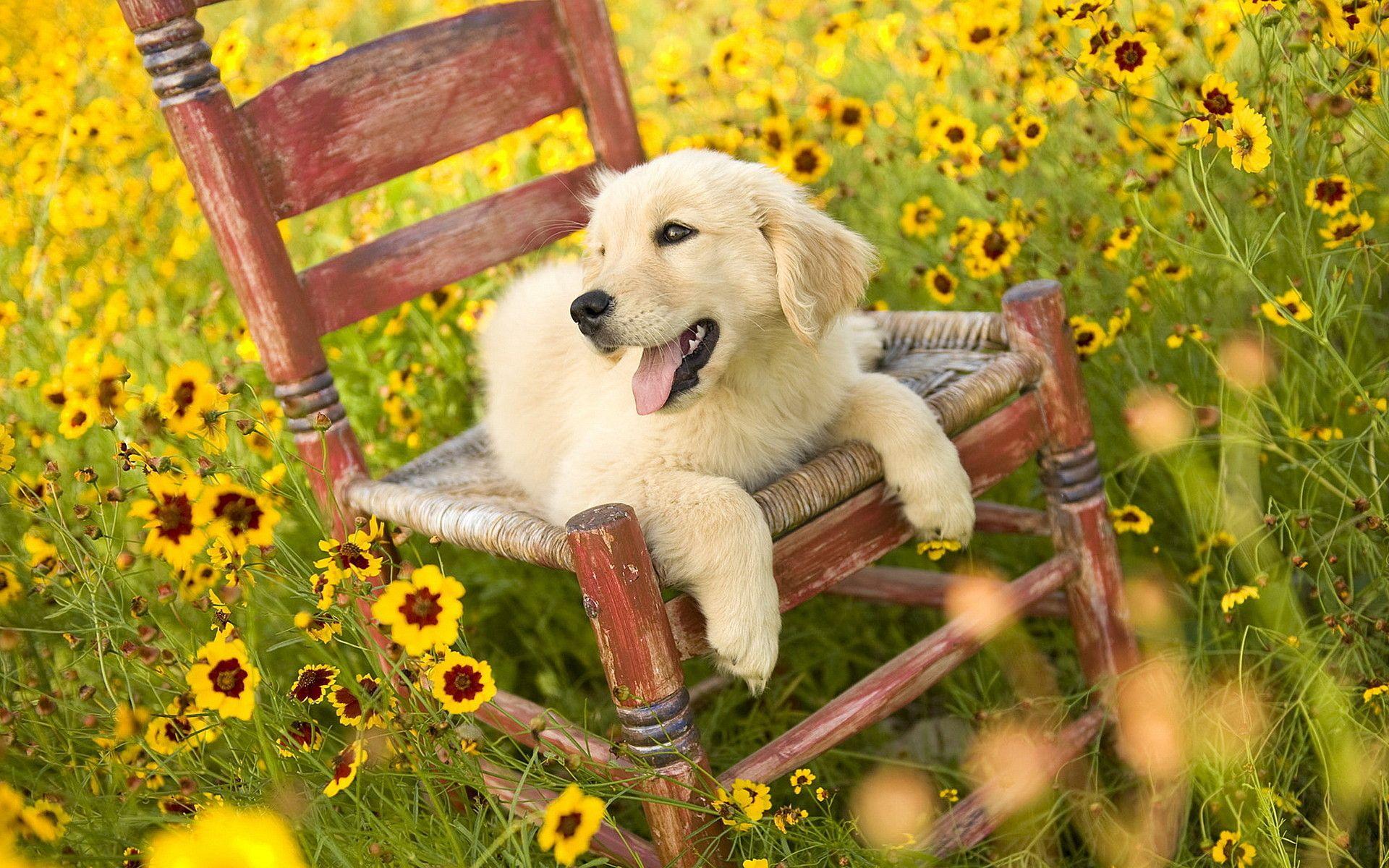 Cute Summer Puppy Wallpaper Free Cute Summer Puppy Background