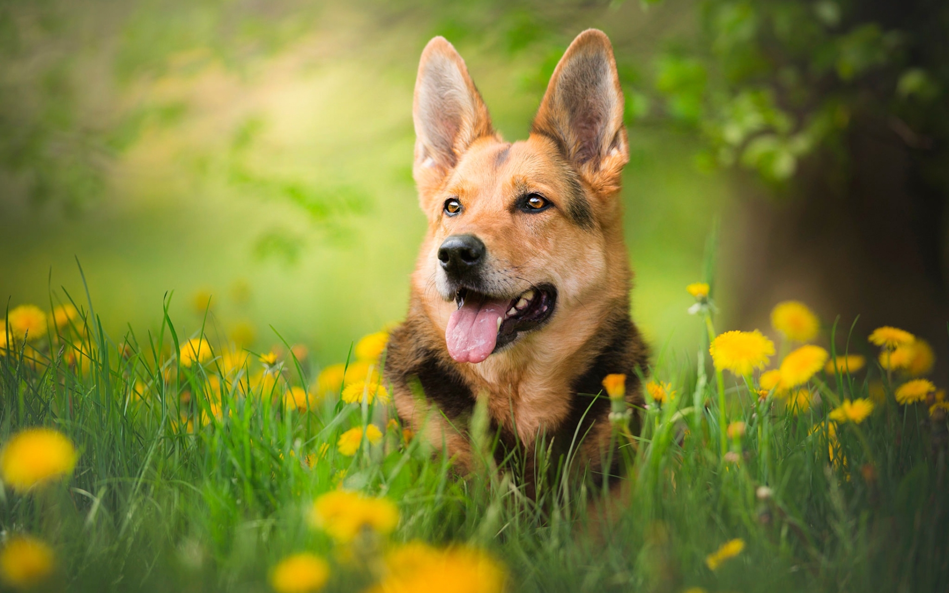 Download wallpaper German Shepherd, forest, bokeh, cute animals, summer, dogs, yellow flowers, German Shepherd Dog, pets for desktop with resolution 1920x1200. High Quality HD picture wallpaper