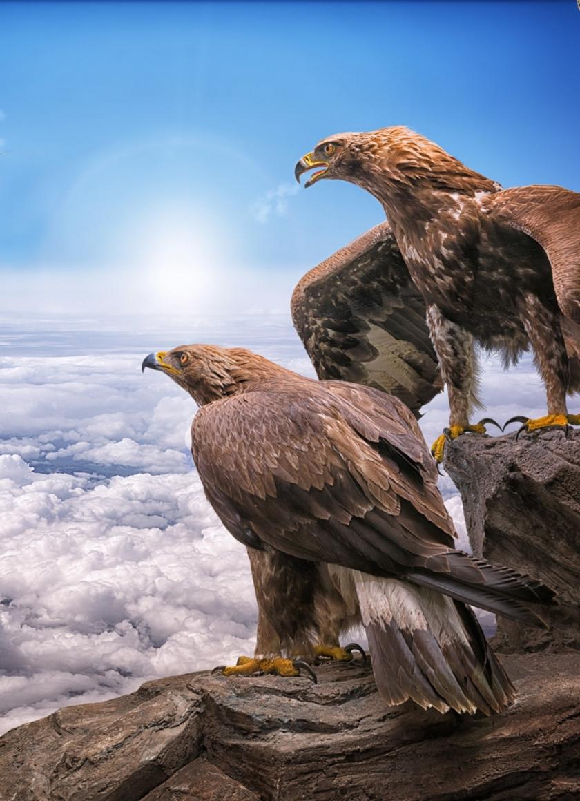 Golden Eagles, Birds, Clouds, Wallpaper Eagle Wallpaper