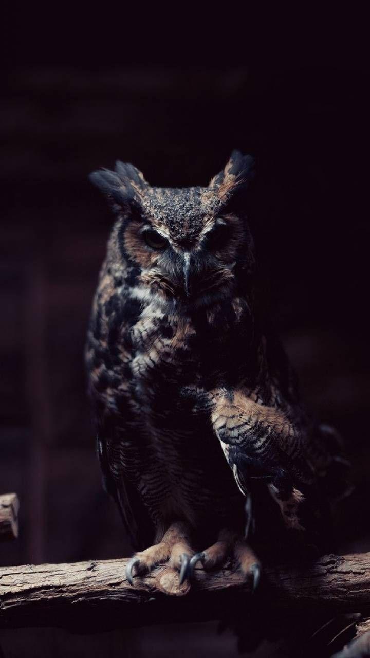iPhone Wallpaper. Owl, Bird of prey, Bird, Eastern Screech owl