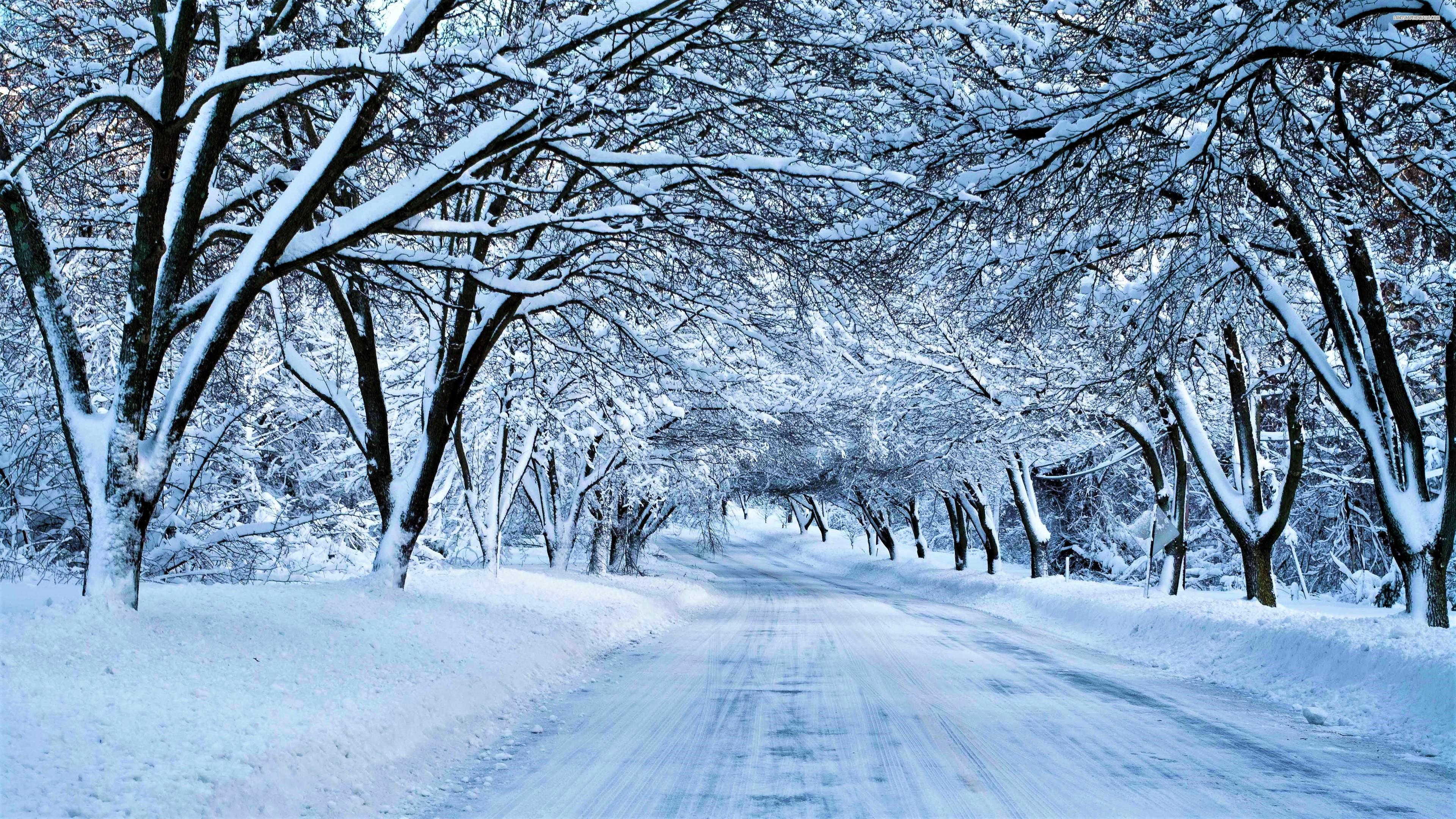 Tree Canopy over Winter Road 4k Ultra HD Wallpapers