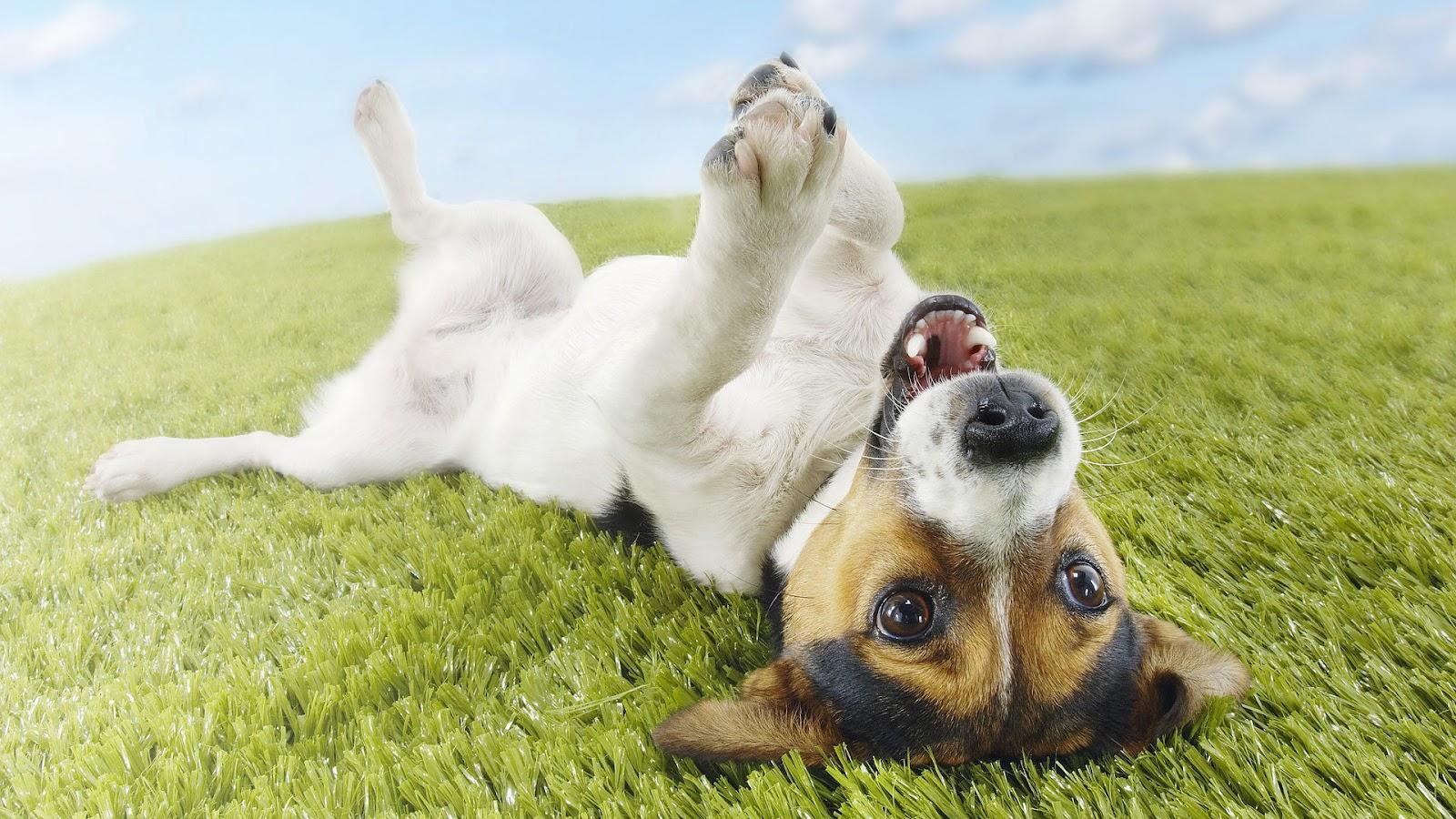 Free download dog wallpaper with a dog on his back on the grass HD