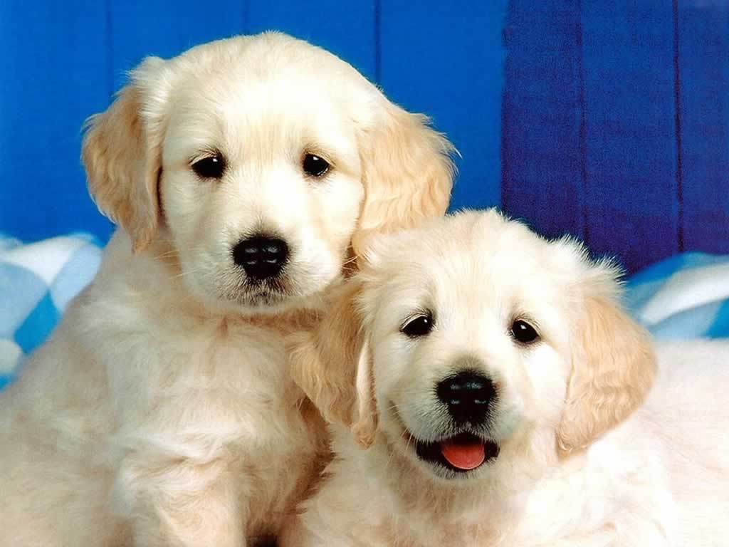 Cute Puppies And Dogs Wallpaper Animals Desktops
