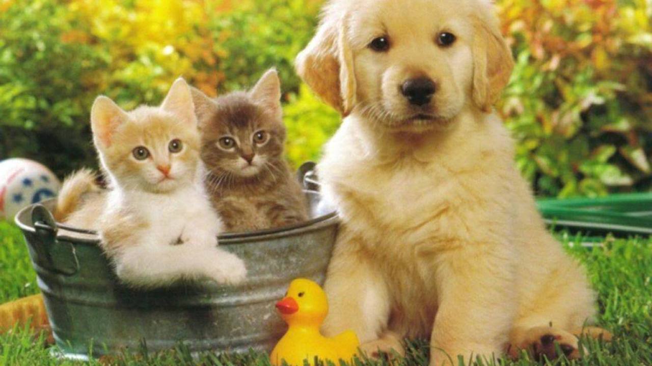 Cute Cats & Dogs Wallpaper Image Free Download For Desktop