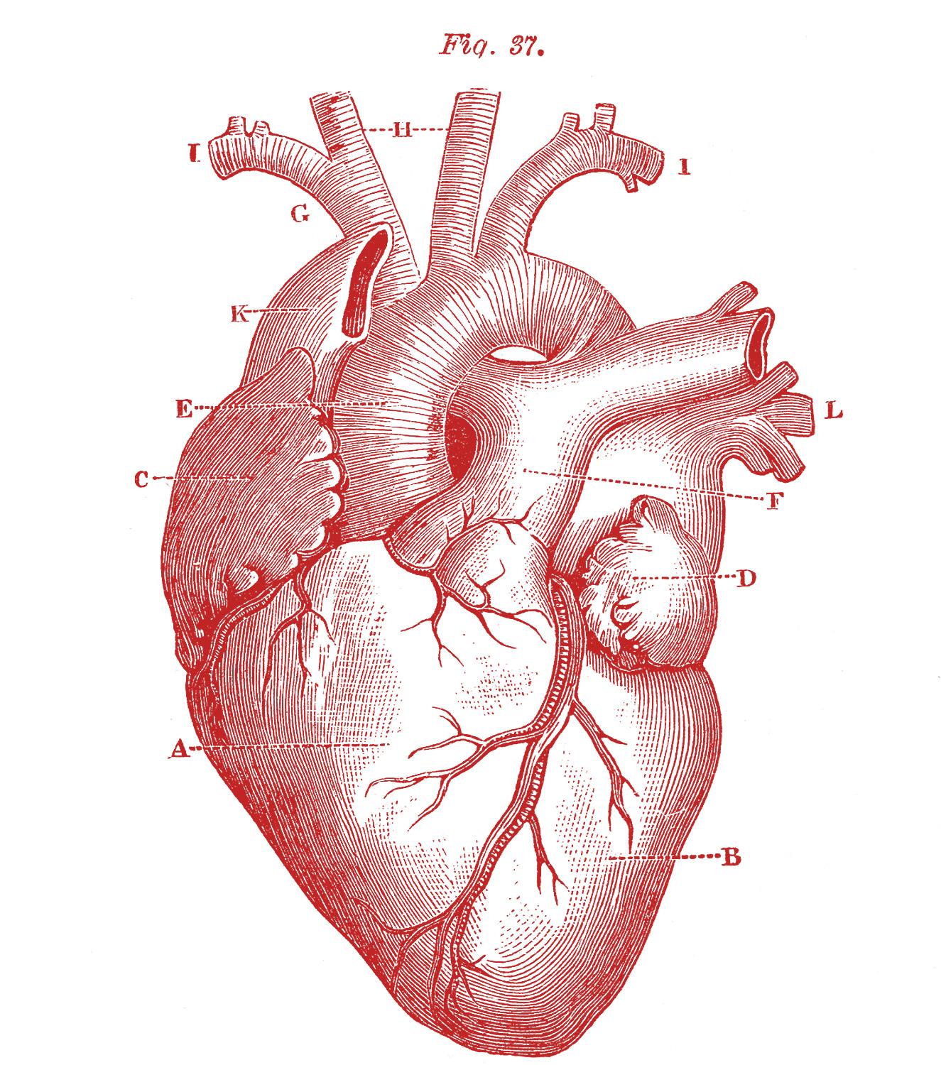 6 Anatomical Heart Pictures!