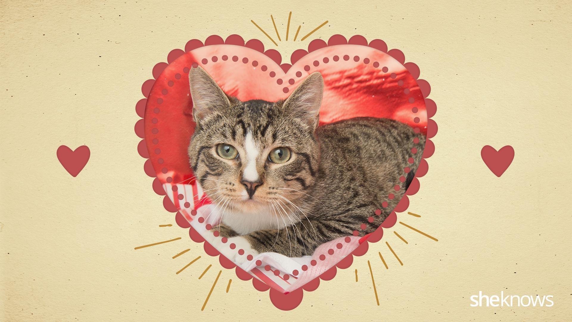 Kitty Celebrating Valentine Wallpapers - Wallpaper Cave