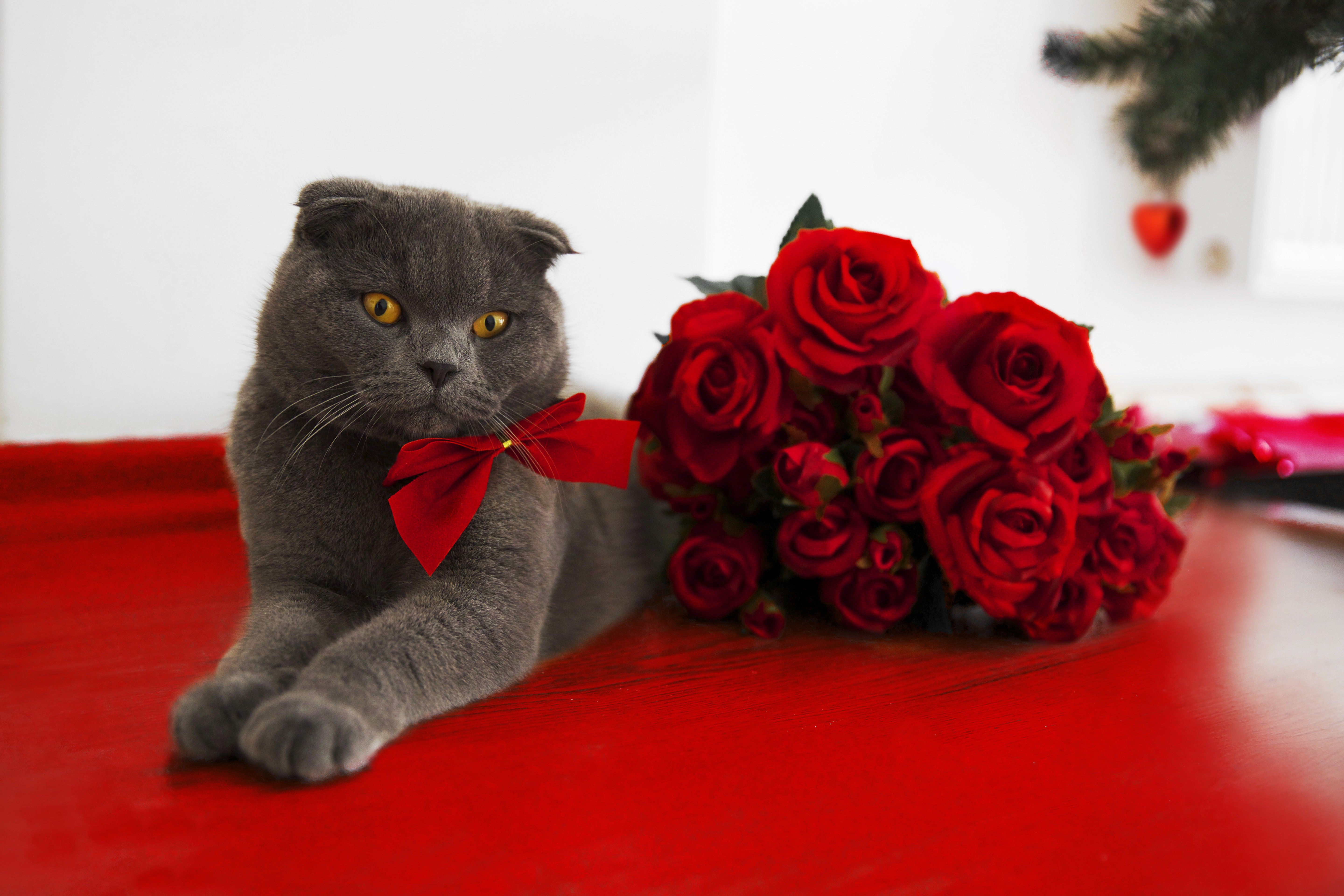 Cats Who Want To Be Your Valentine On Valentine's Day