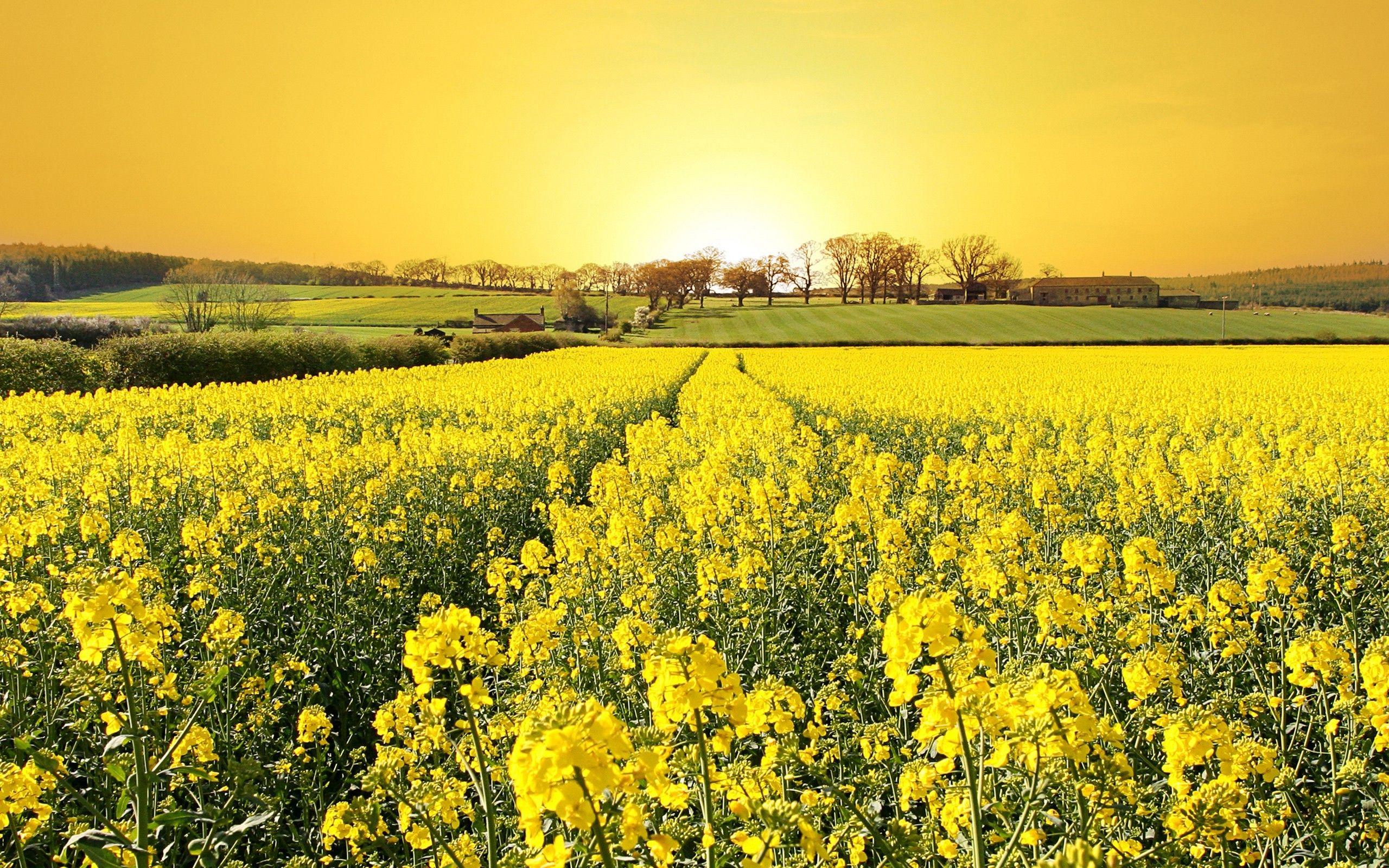 Yellow Flower Field Wallpaper