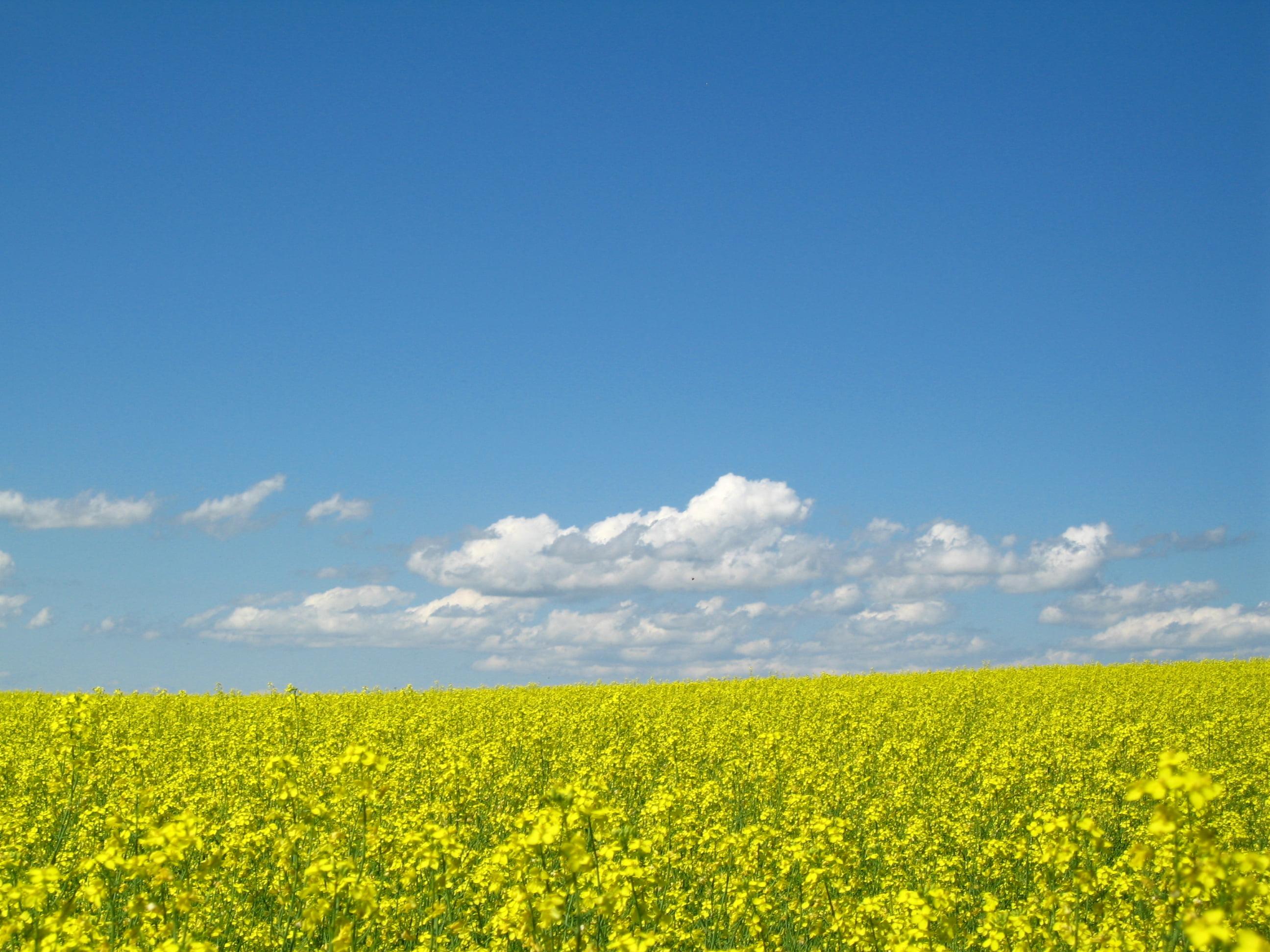 Yellow Rapeseed flower field under white clouds blue sky HD
