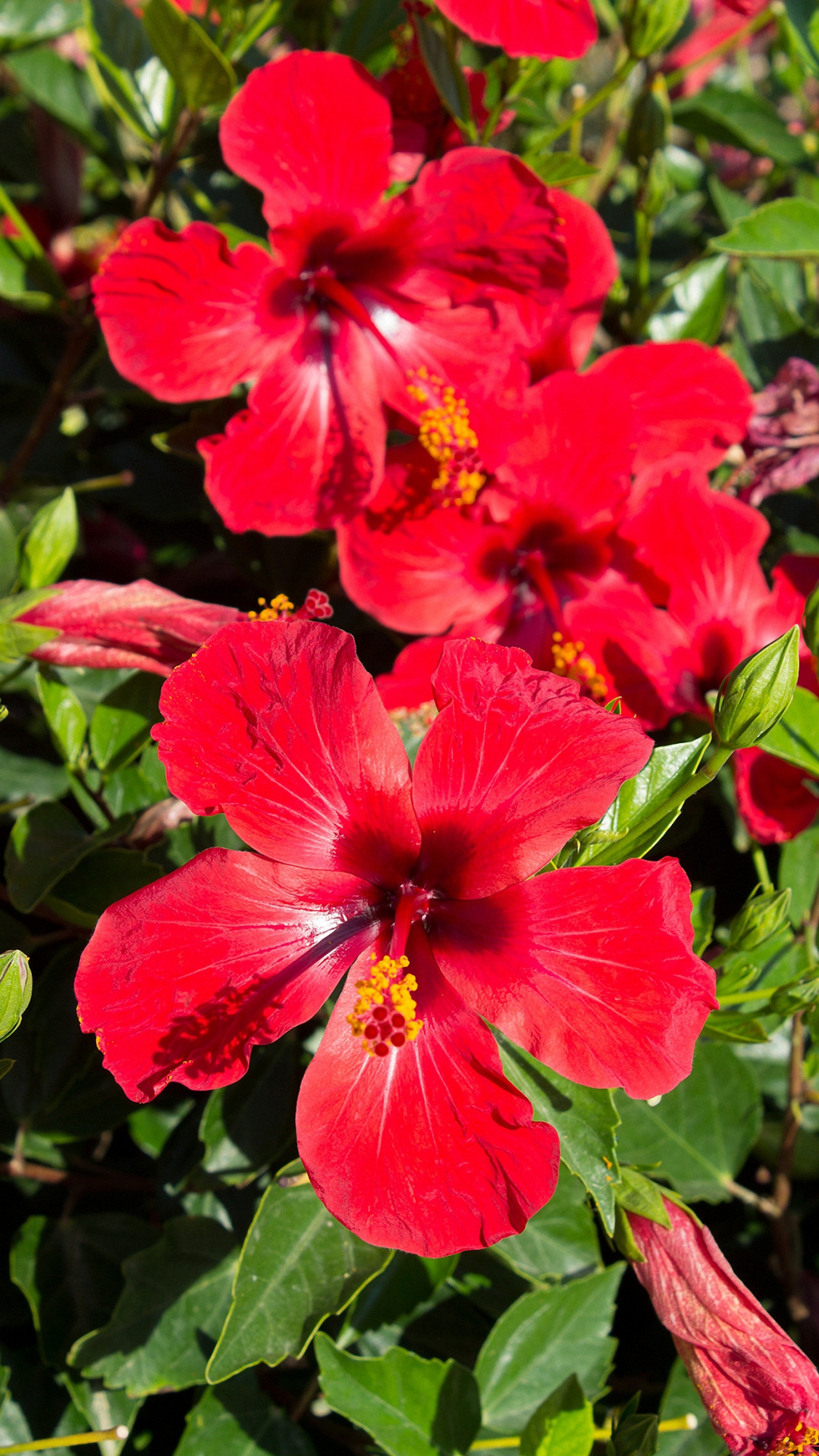 Bright Red Hibiscus iPhone 6 Wallpaper HD Flower