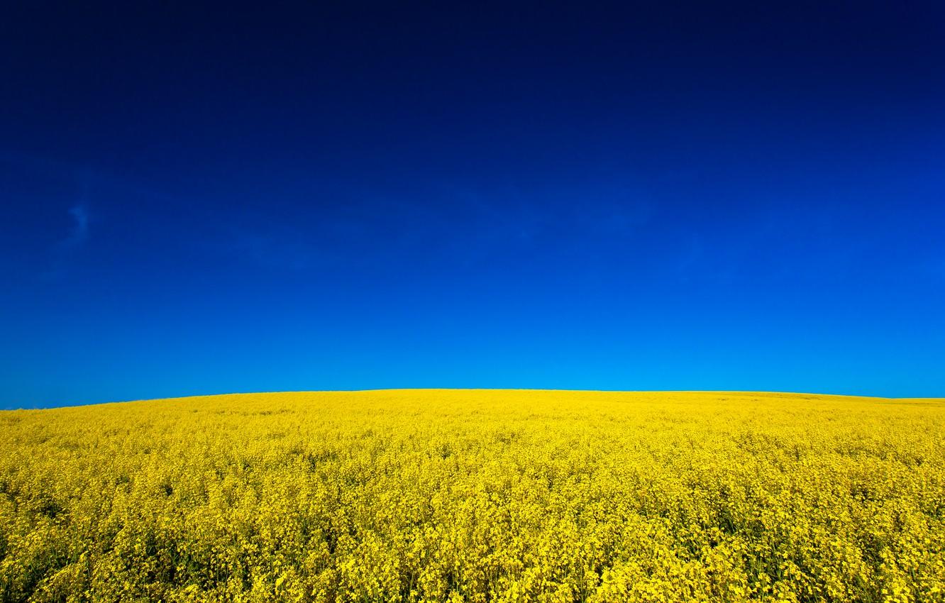 Wallpaper field, the sky, nature, sky, nature, yellow, fields