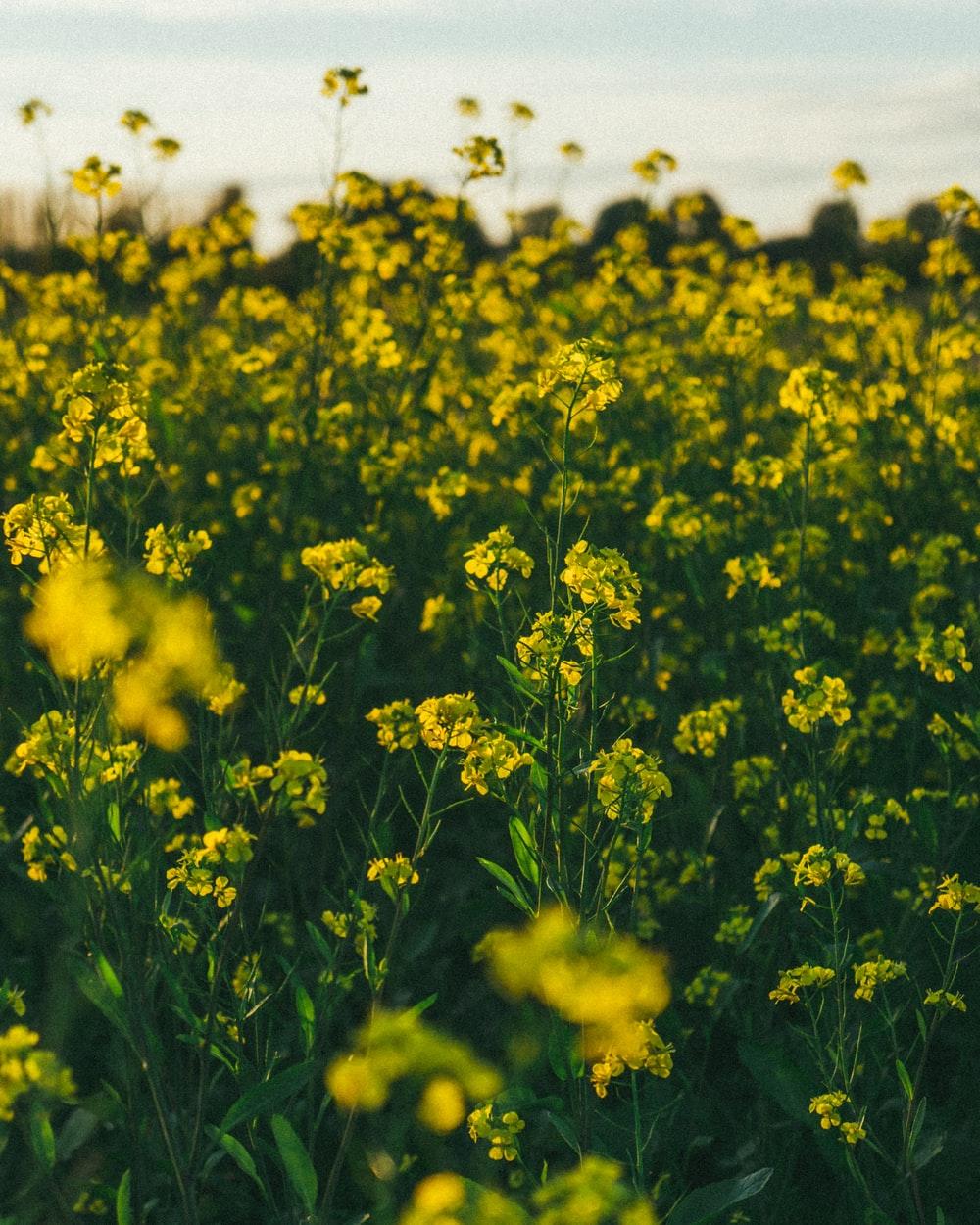 Canola Field Picture. Download Free Image