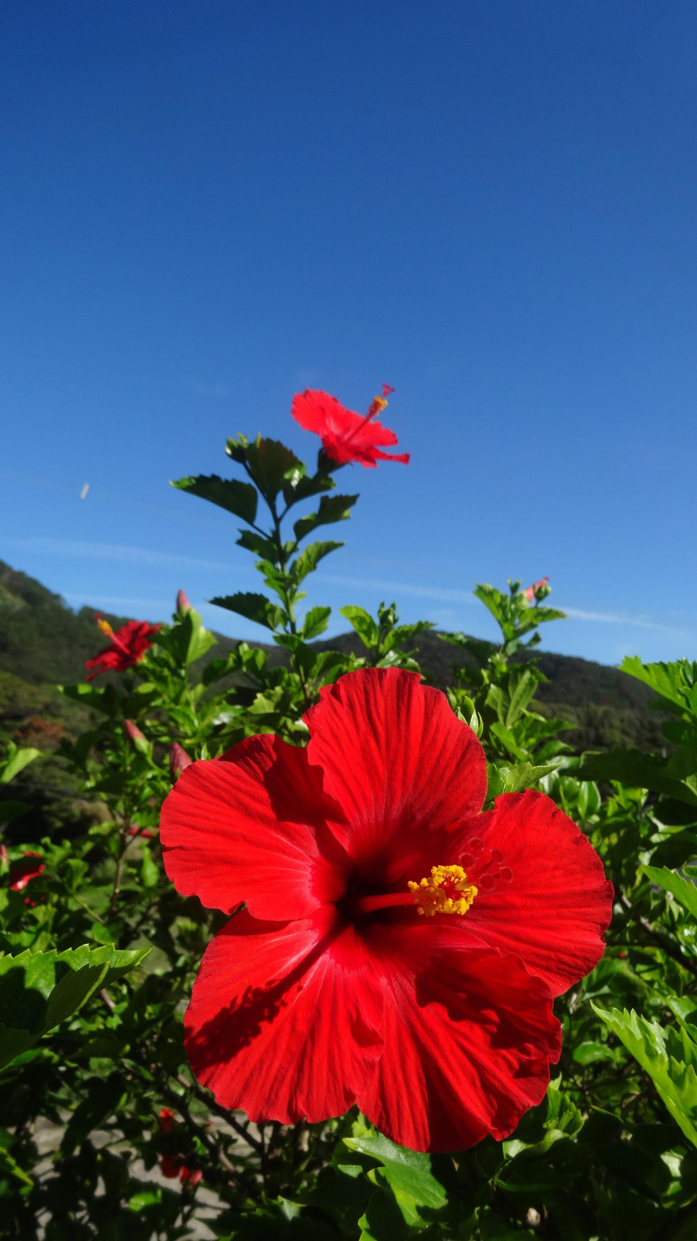 25 Selected hibiscus flower wallpaper aesthetic You Can Get It Free Of